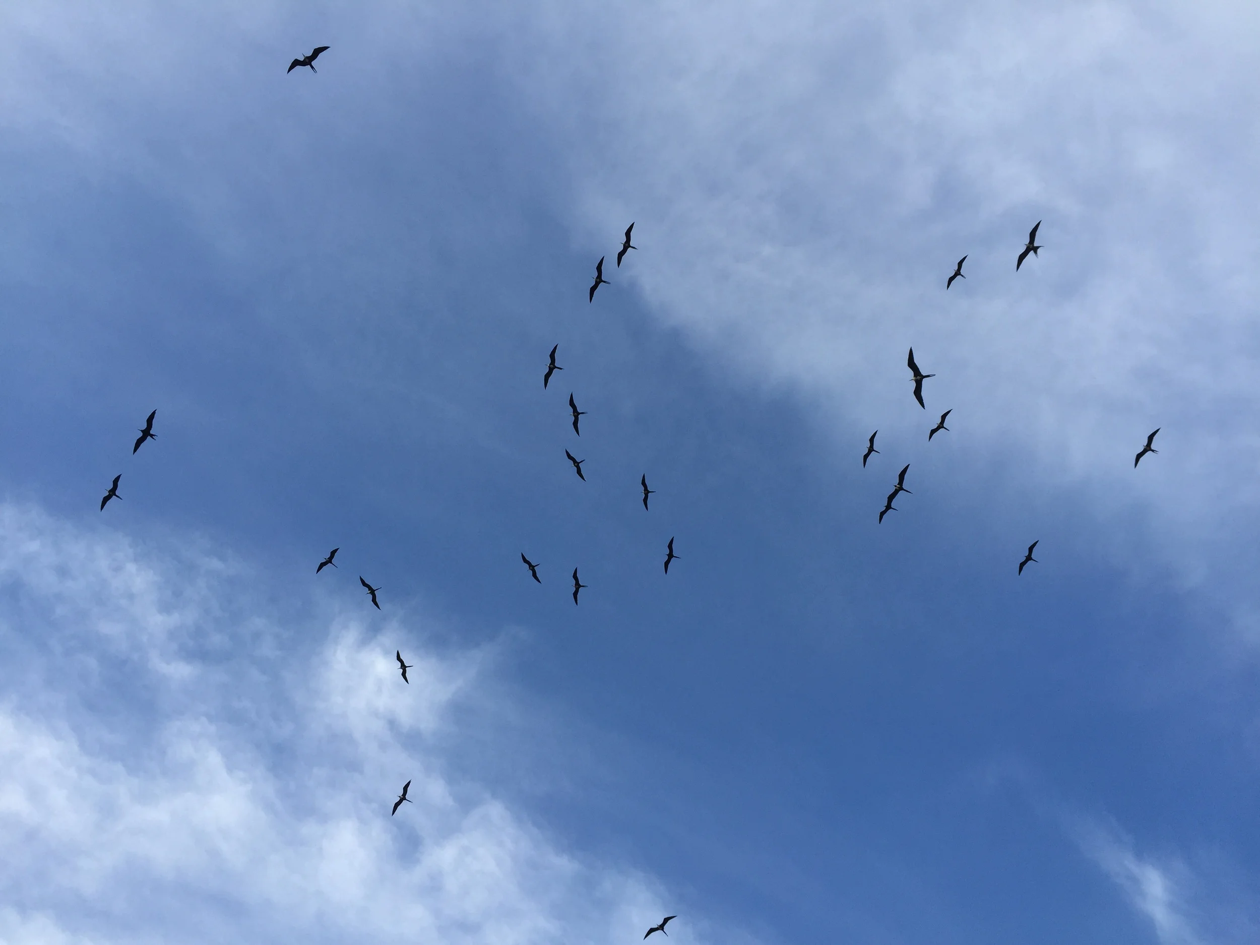 Magnificent frigatebirds soar above the fort this is the only breeding colony of the species in North America