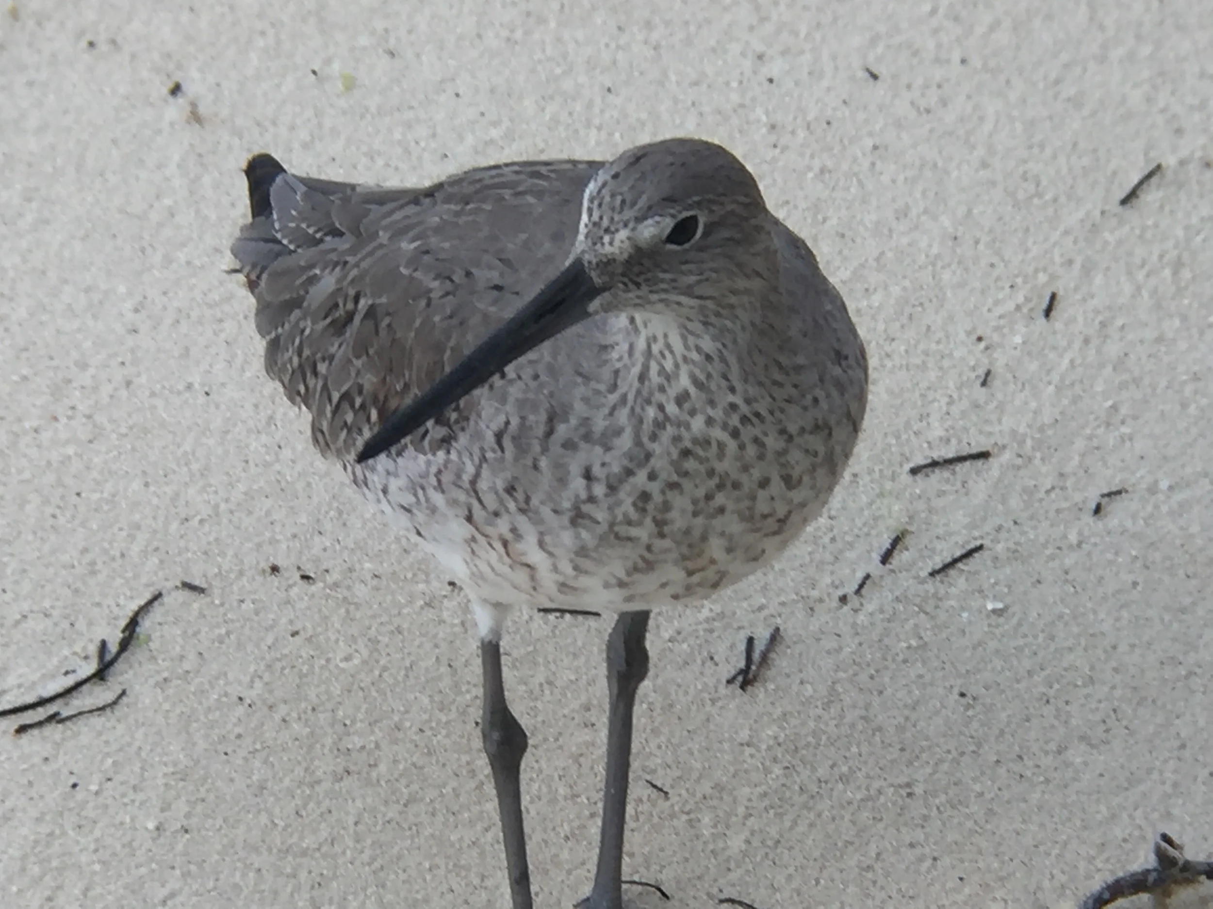 A Willet feeds on the beach