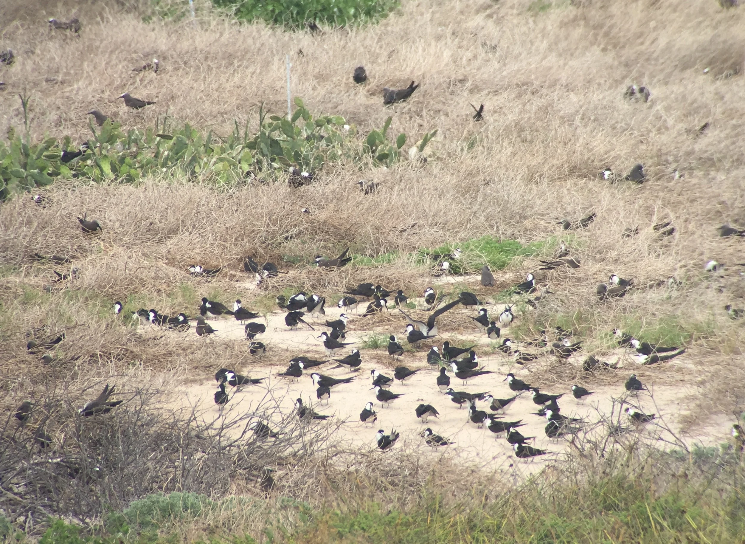 Here is the view through my spotting scope of the sooty terns, and brown noddies