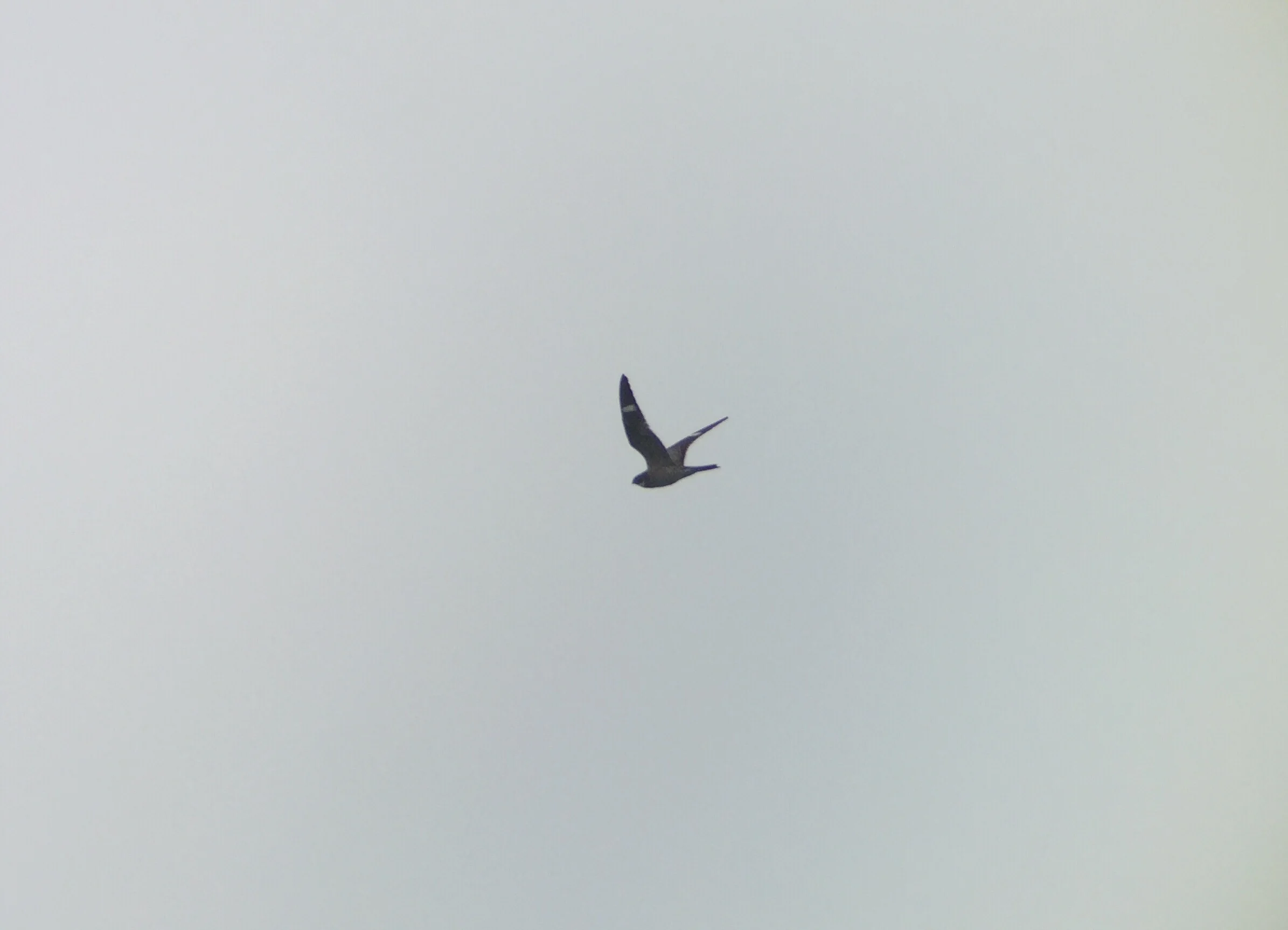 A nice flyover of a nighthawk species- likely Common due to the pointy wings. 
