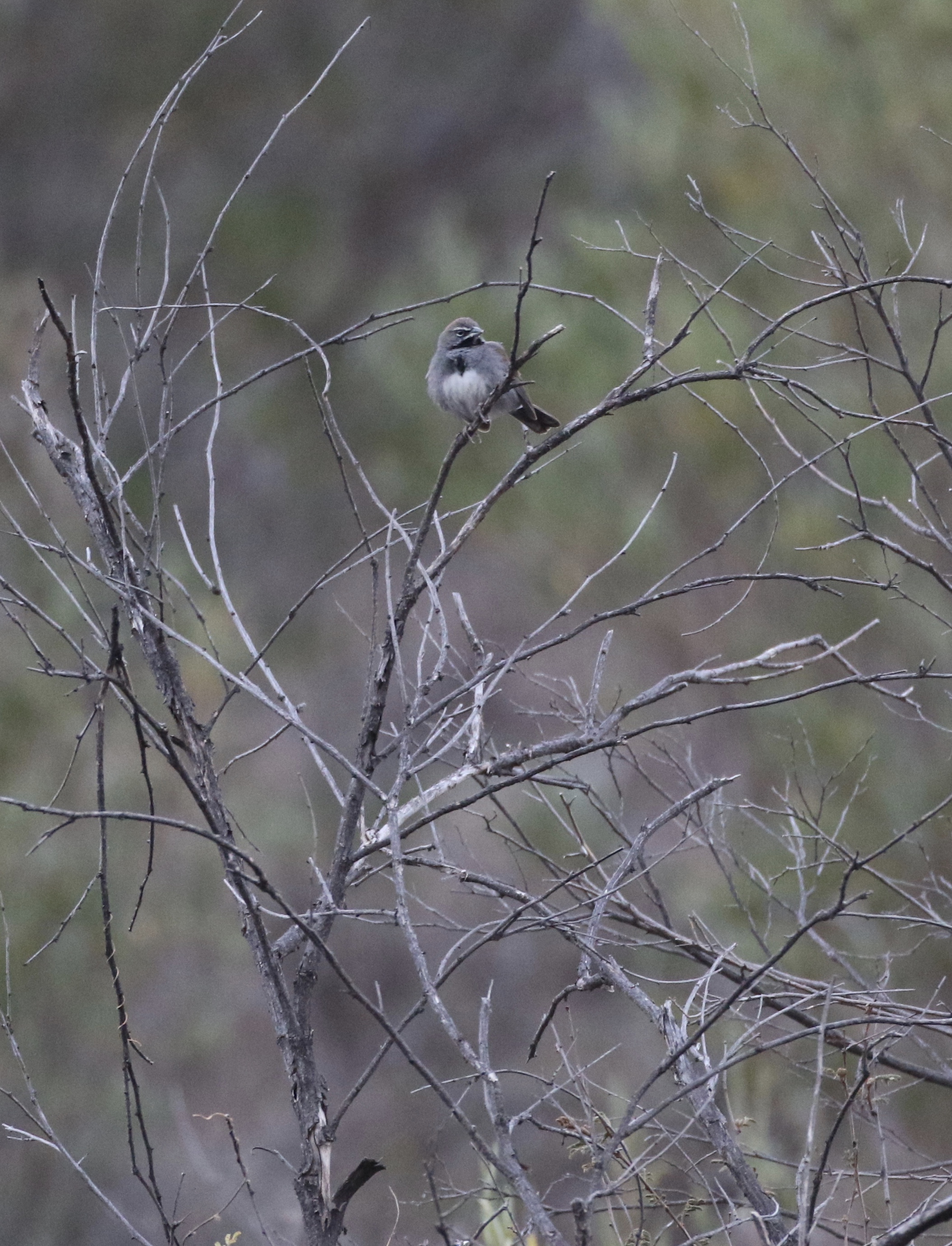 A Five-striped Sparrow eluded me on my first trip down California Gulch, but not on my second try! 