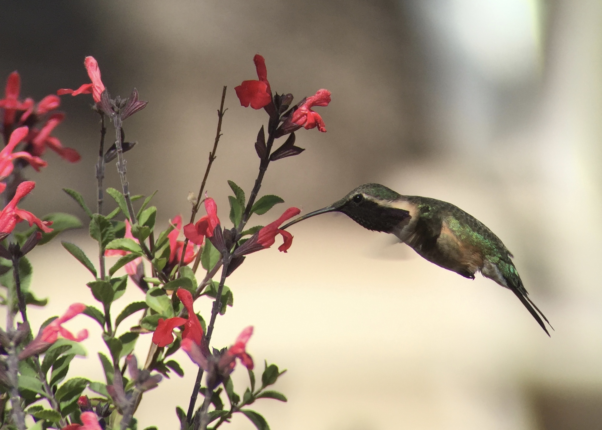 Male Lucifer hummingbird digiscoped with iPhone 