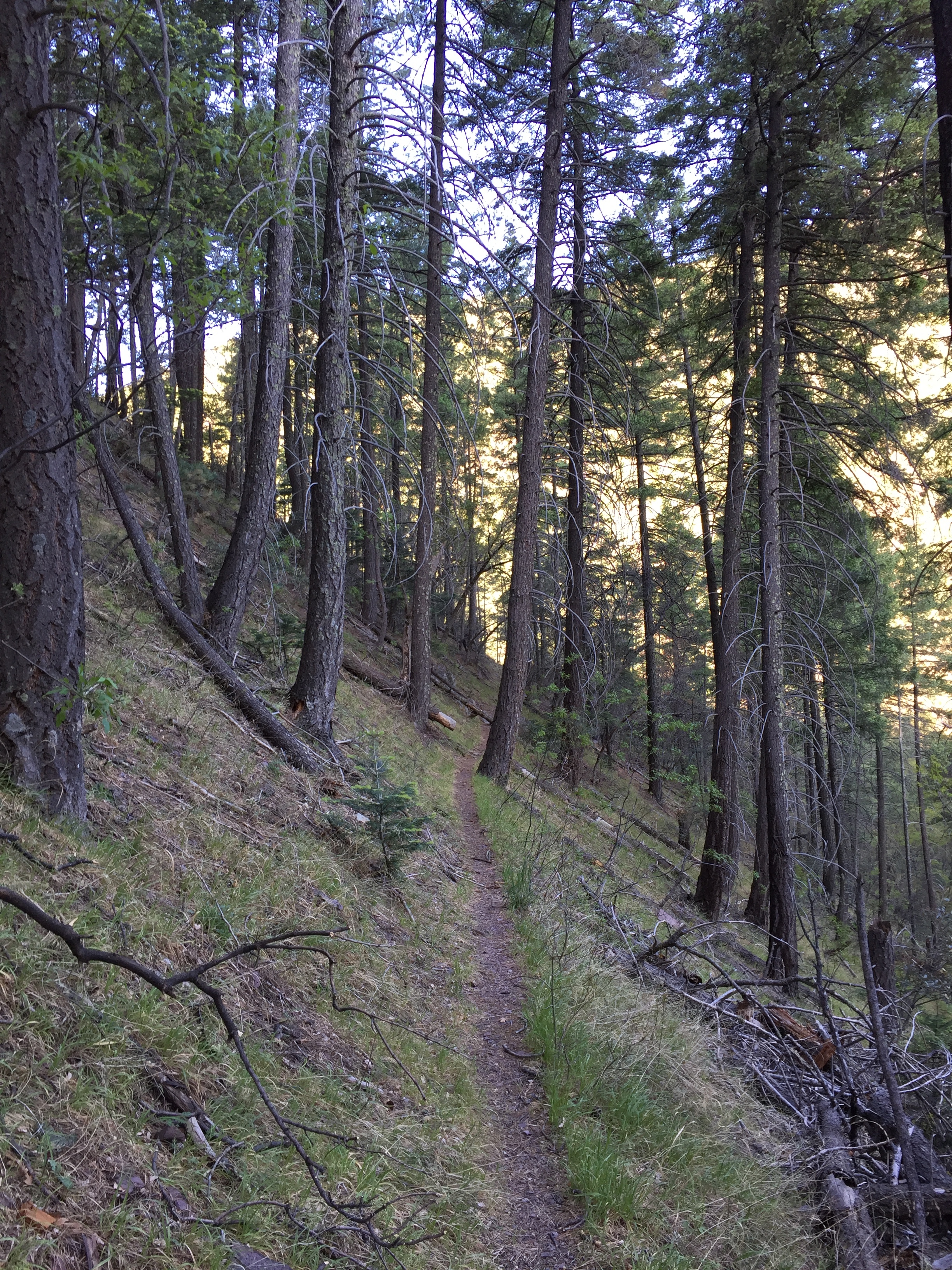 The trail from Carr Canyon over the ridge into Ramsey Canyon