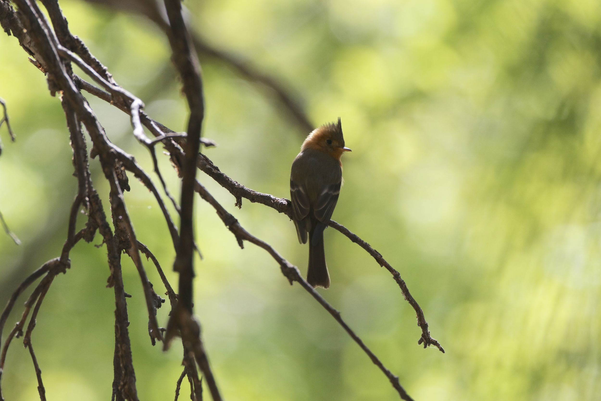 Tufted Flycatcher, Ramsey Canyon
