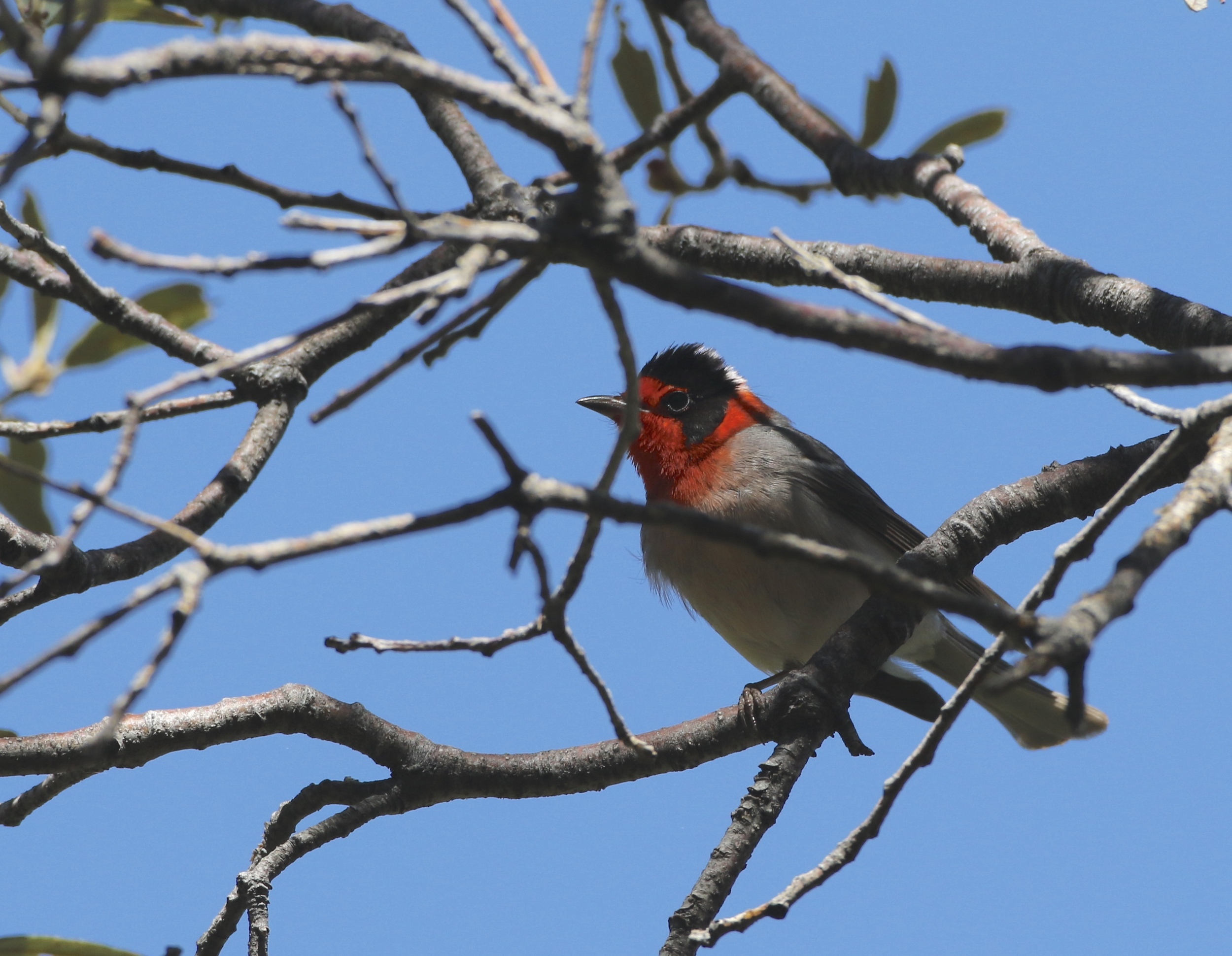 Red-faced Warblers were numerous in the montane forests around Carr and Ramsey Canyons