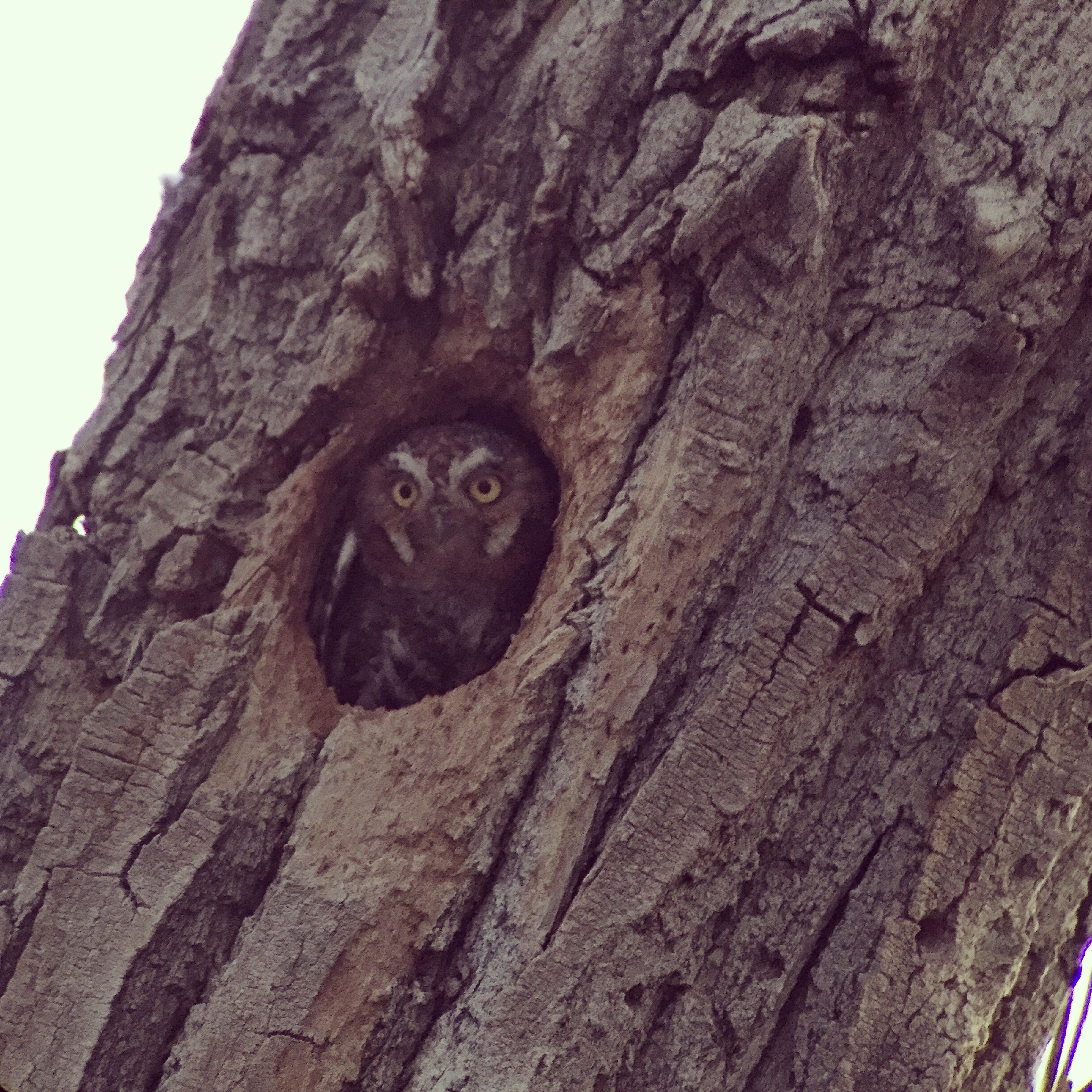 Elf Owl emerging from nest cavity