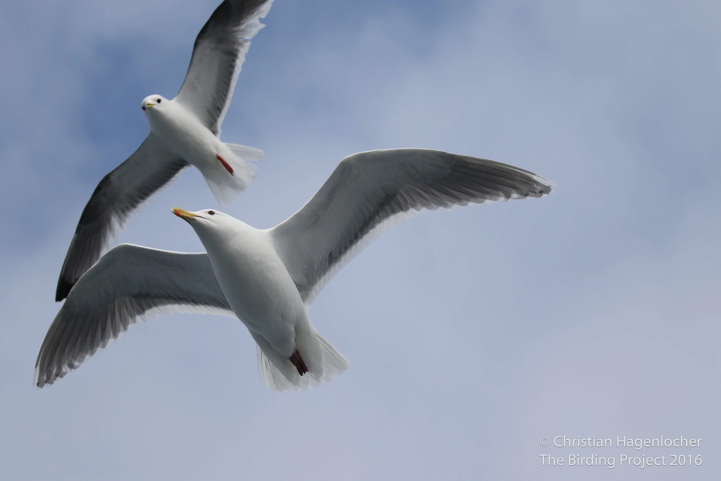 A Red-legged Kittiwake (top) and Glaucous-winged Gull followed the boat