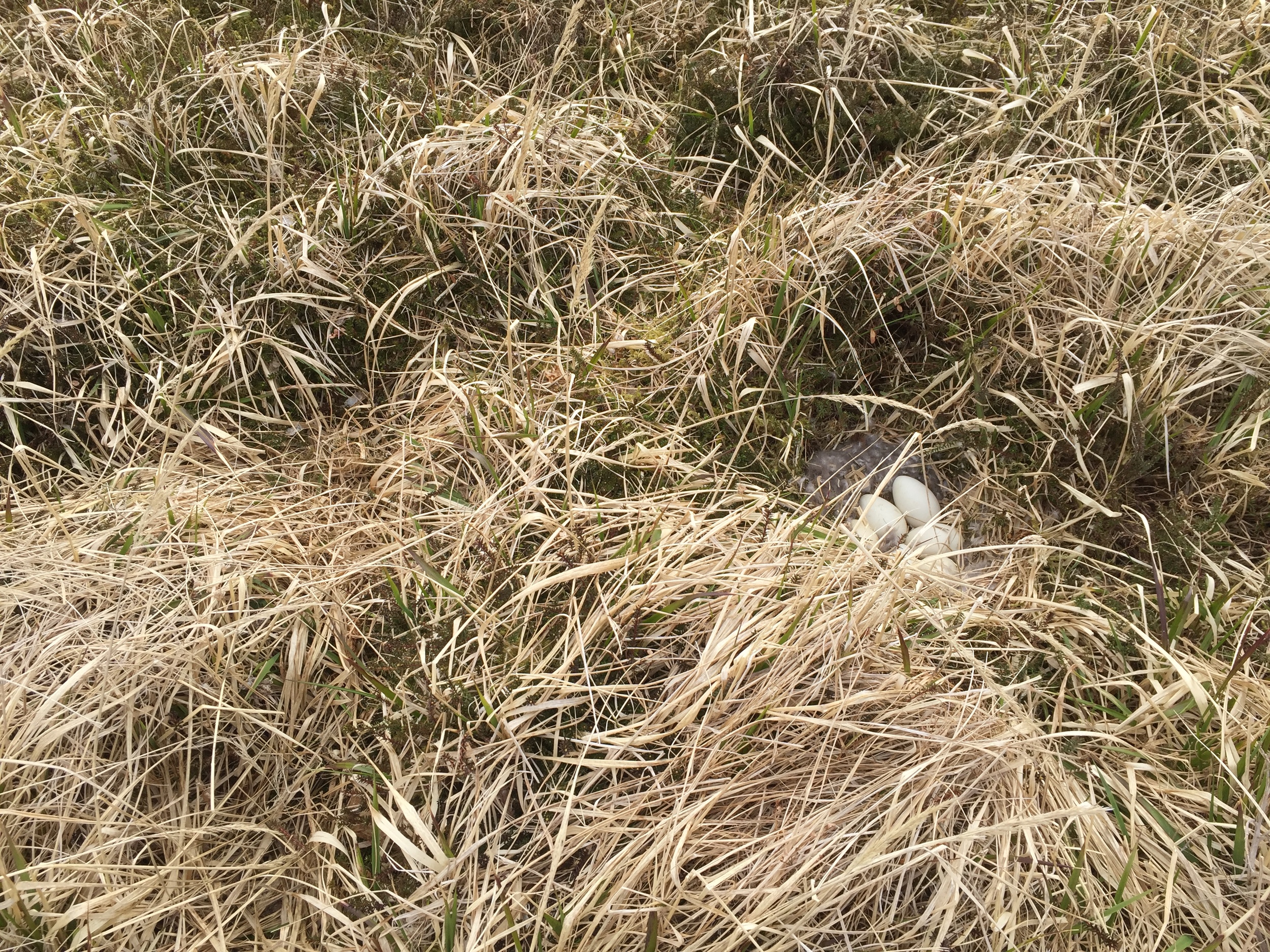 Camouflaged nests were scattered around the grassy hillsides, valleys, and ridges of Attu. 