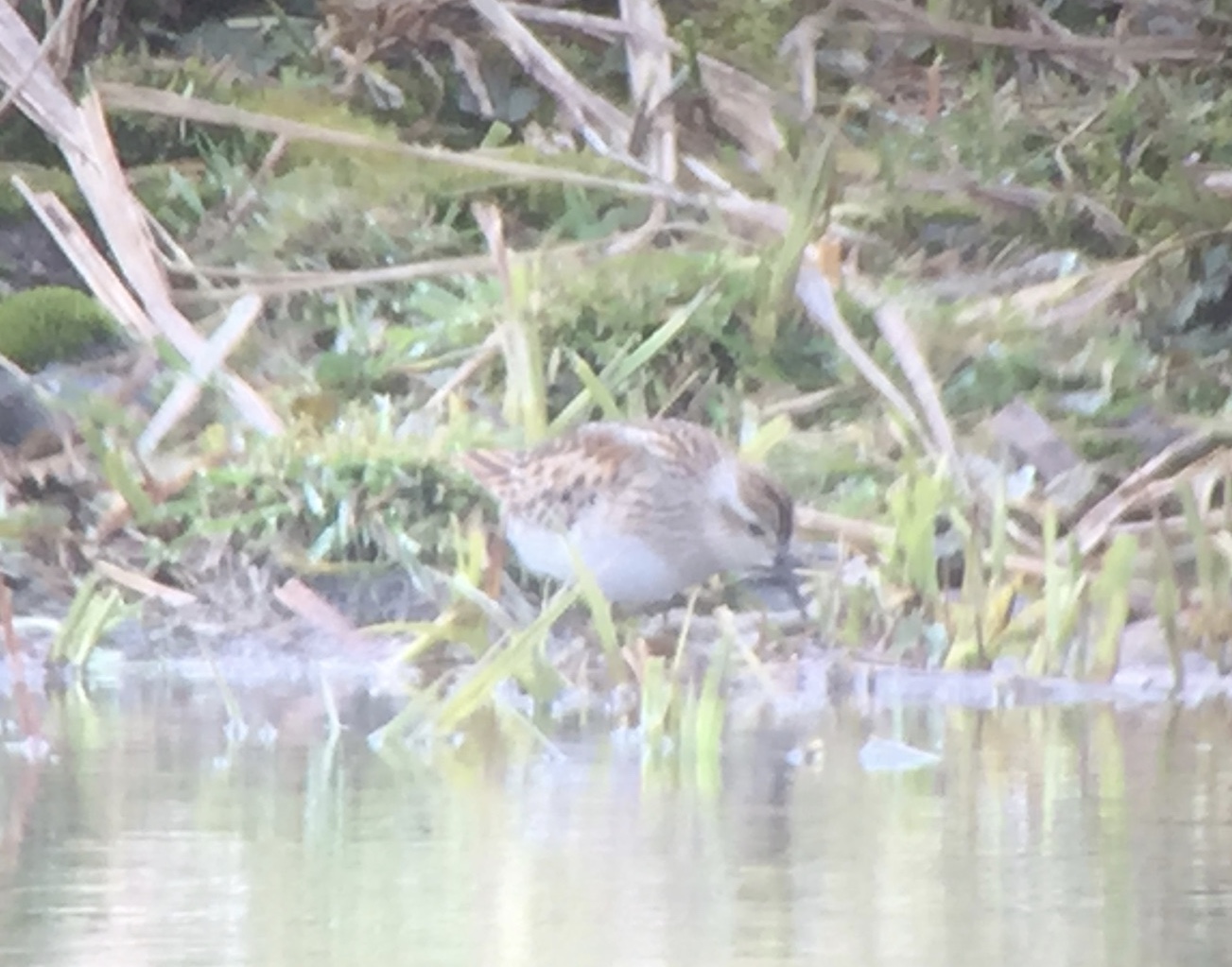 Digiscoped image of Long-toed Stint using iPhone and Phone Skope adapter with Maven scope