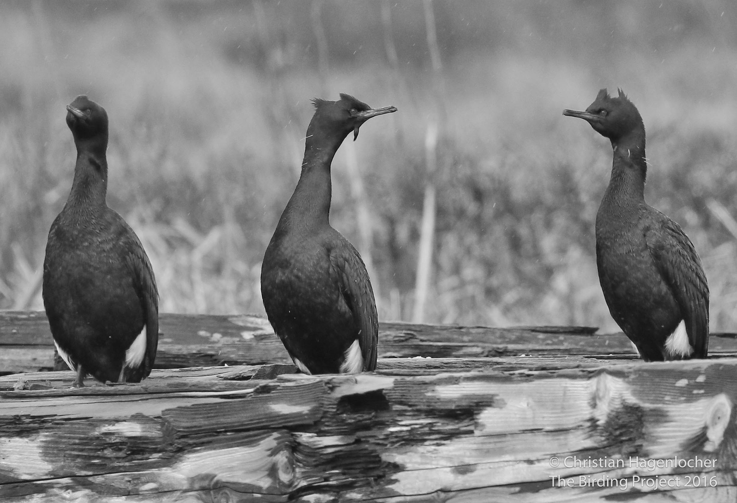 A trio of Pelagic Cormorants dressed in spiffy breeding plumes sit on the rotting docks in Navy Town