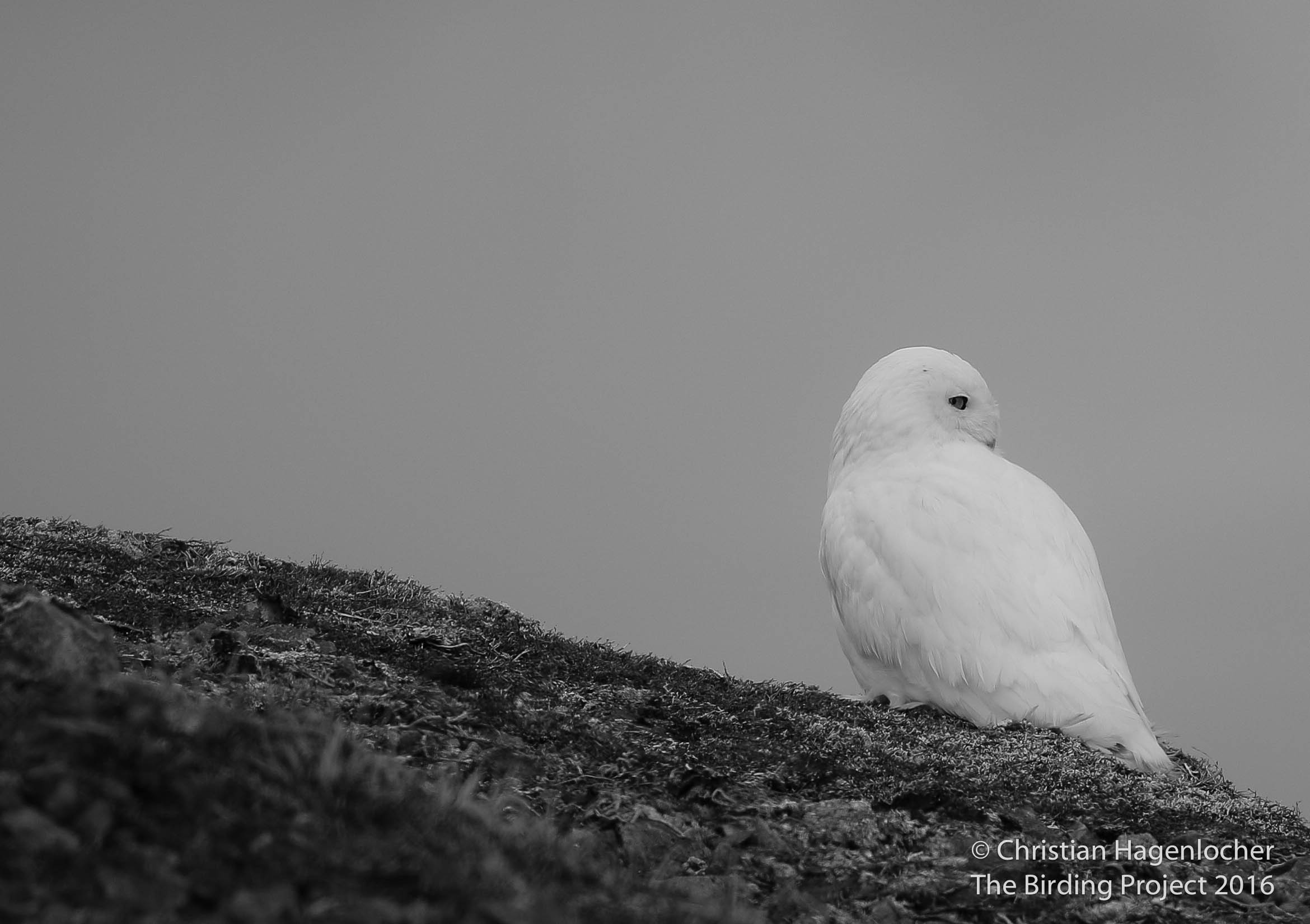 A Snowy Owl surveys Massacre Valley from atop a mossy perch on Terrible Mountain