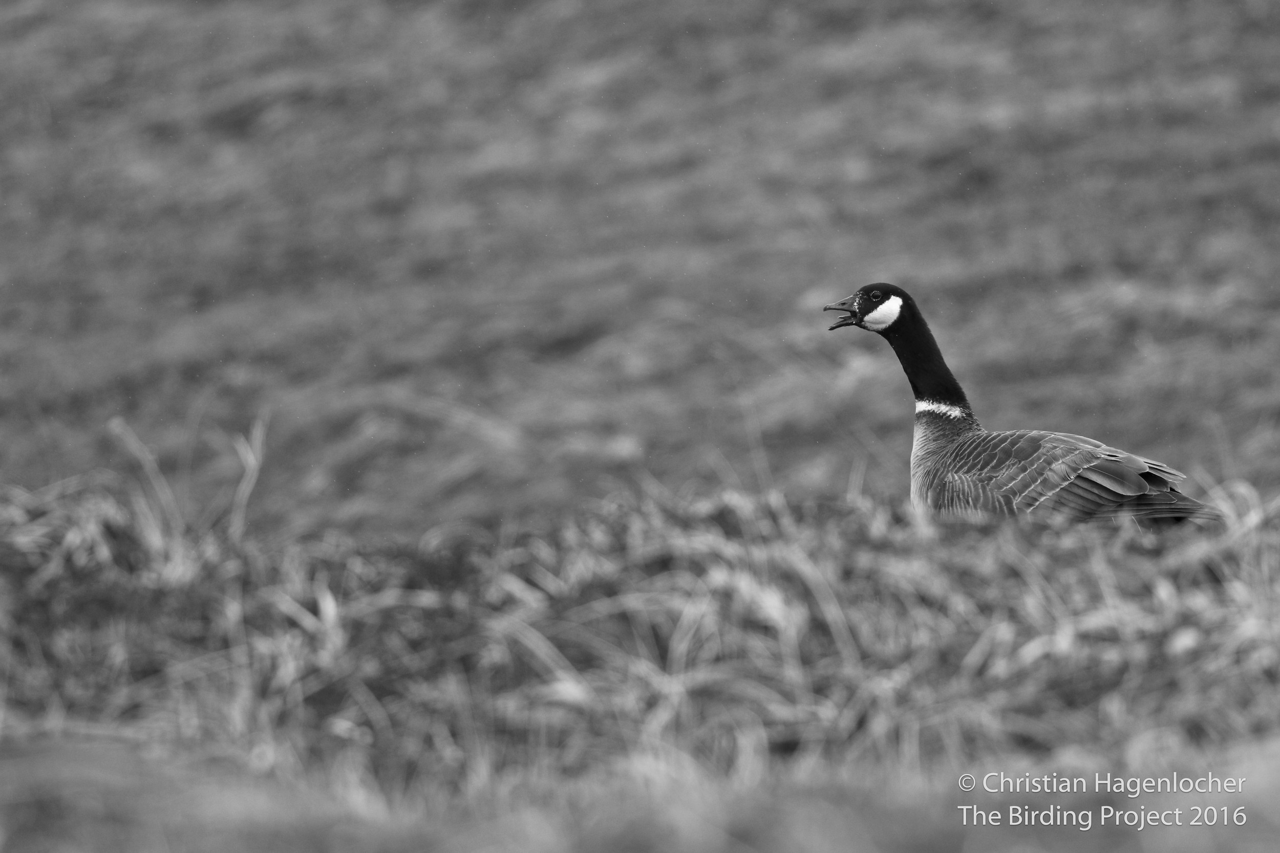 An Aleutian Cackling Goose sounds the alarm as a dozen birders cross the rolling valleys of grass