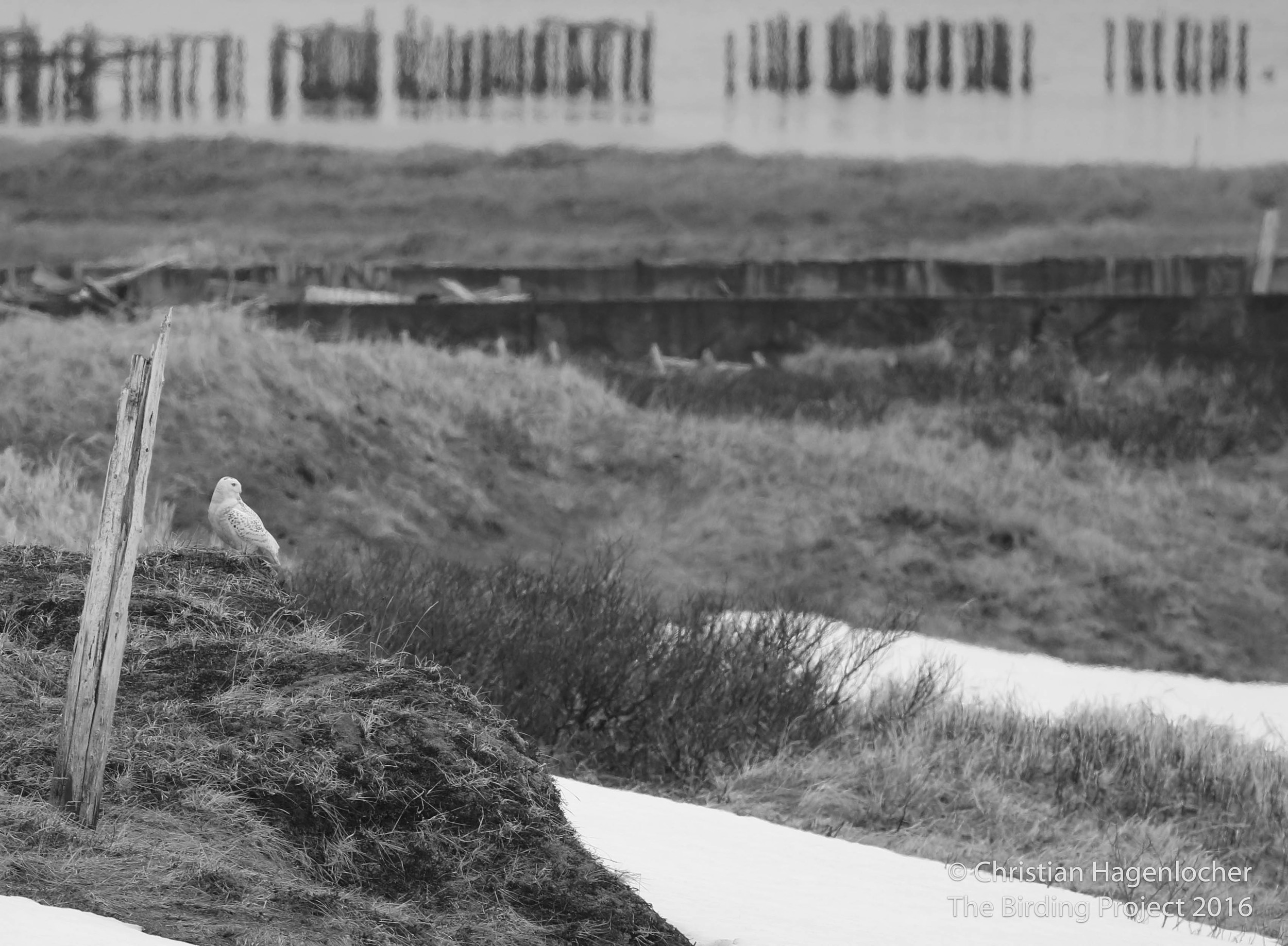 A Snowy Owl keeps a watchful eye over all the goings on around the island