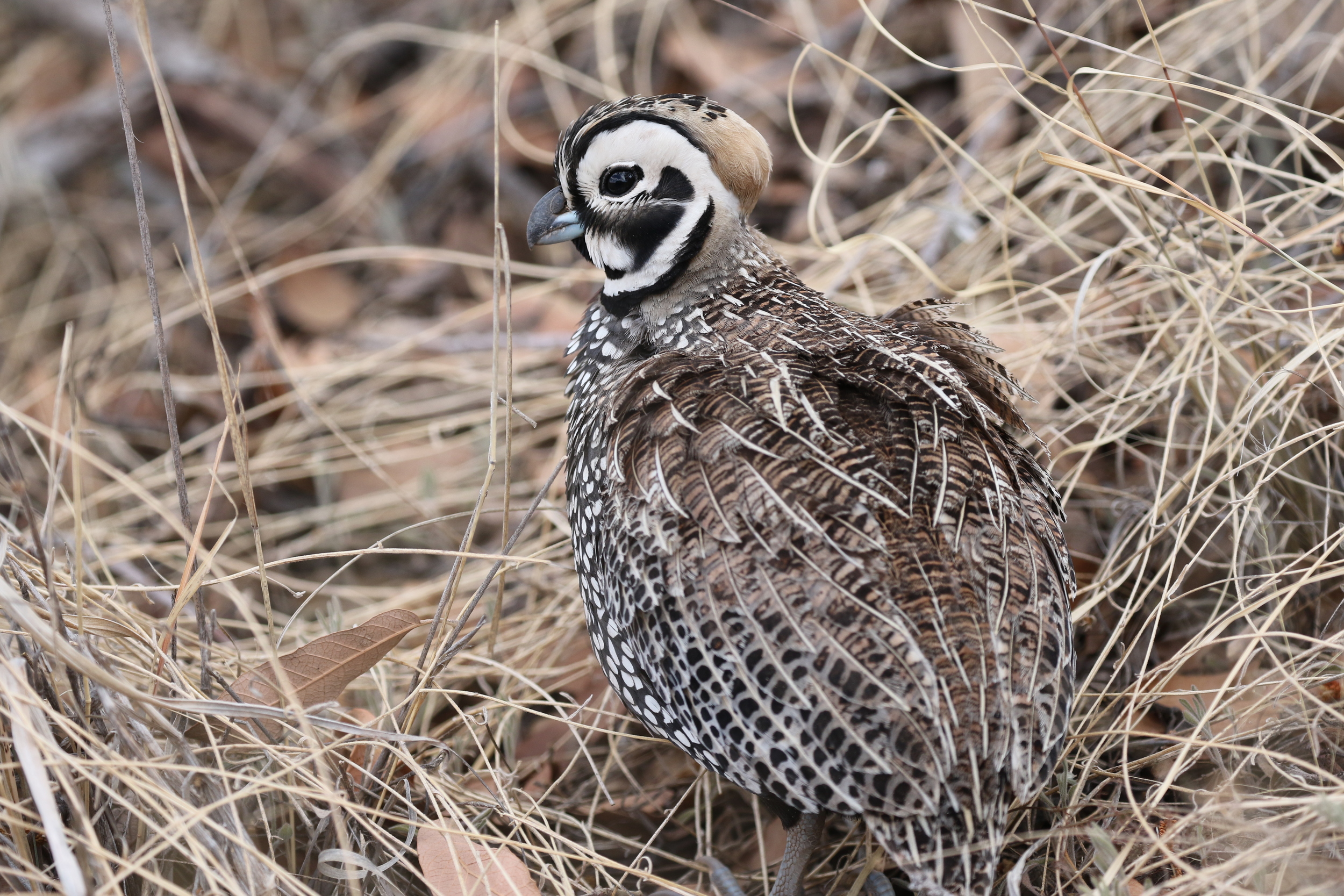 Montezuma Quail