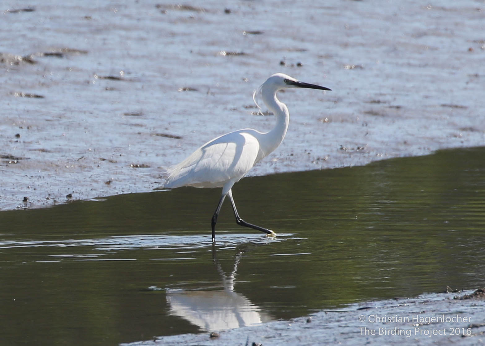 Little Egret Tidewater Farm Fallmouth, Maine