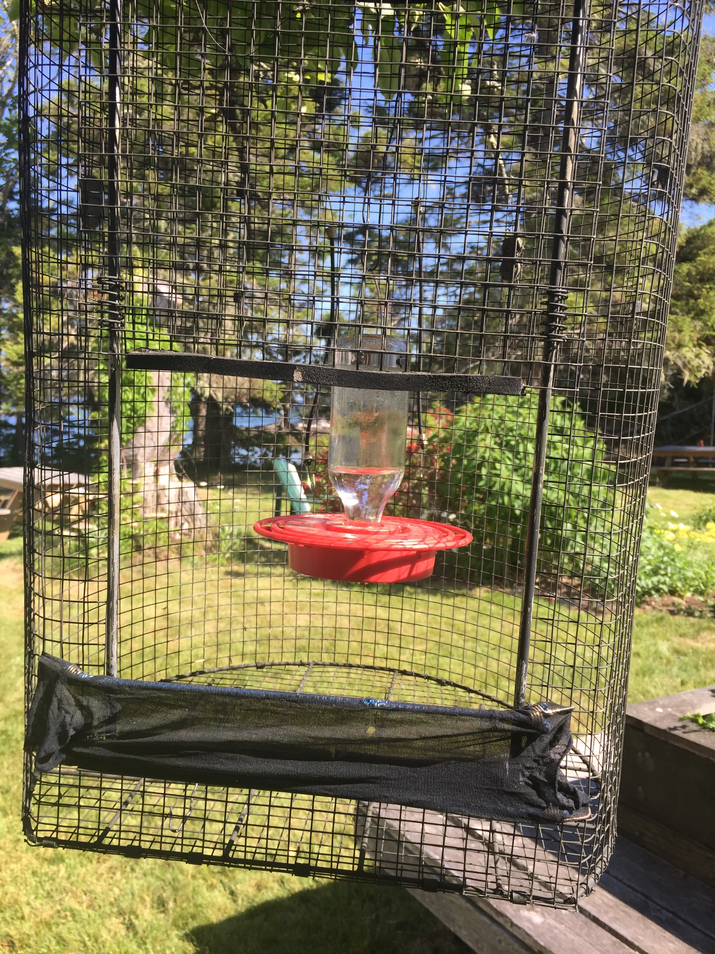 Gary's specially-made trap to capture hummingbirds safely