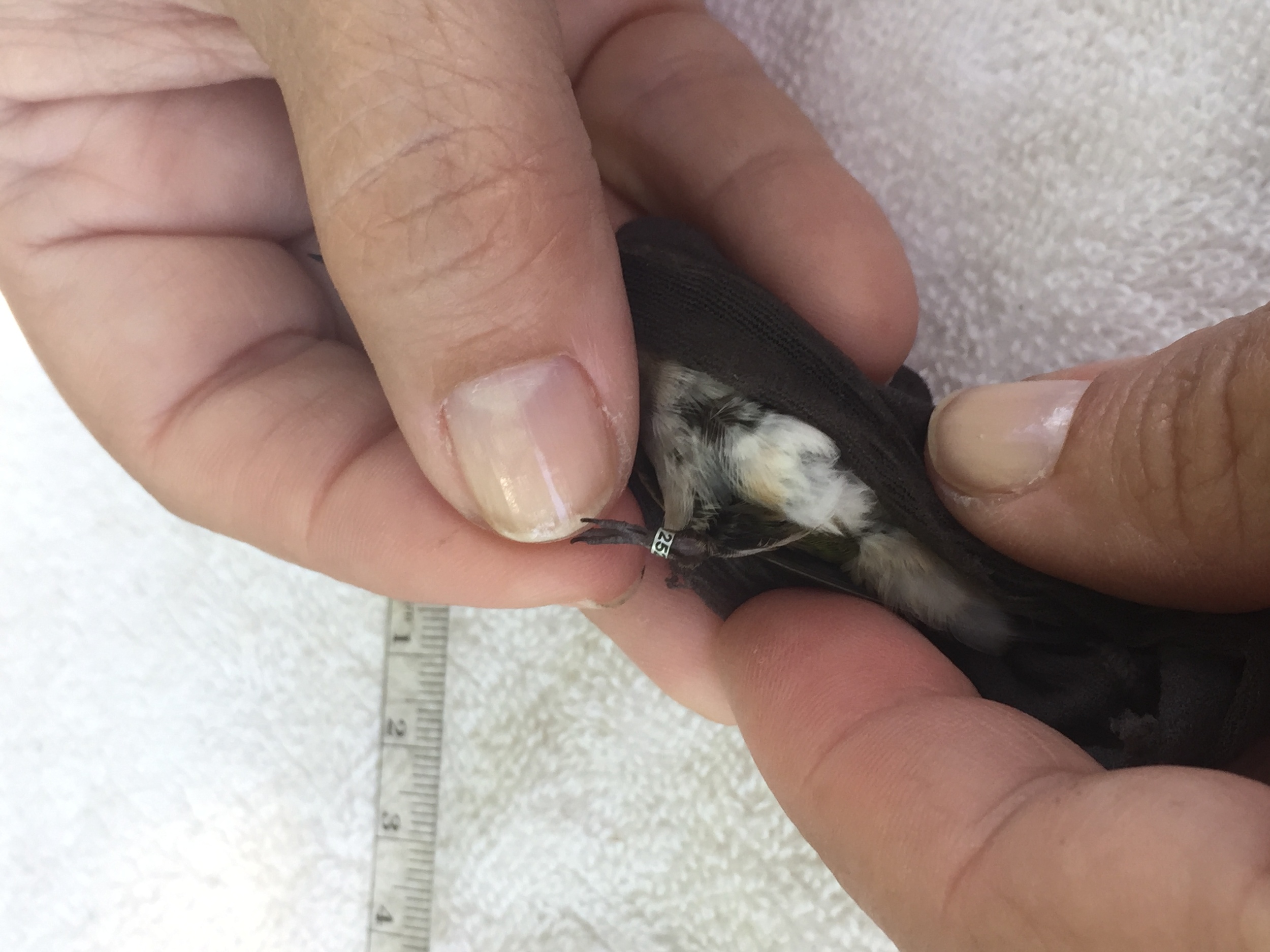 A closer look after the closed band is secured on the leg of the hummingbird