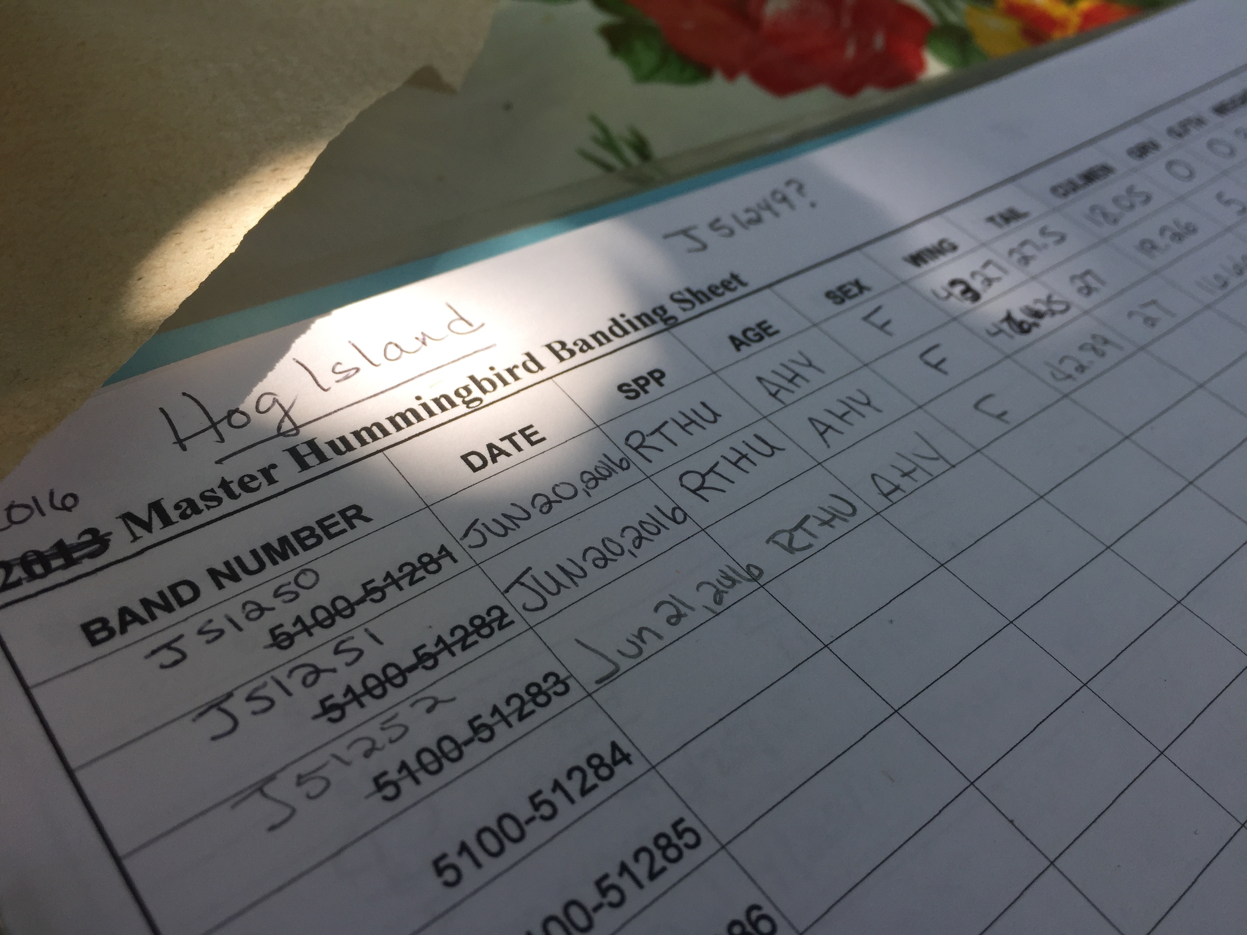 Data measurements are carefully recorded on paper spreadsheet and later entered electronically into the Bird Banding Lab database