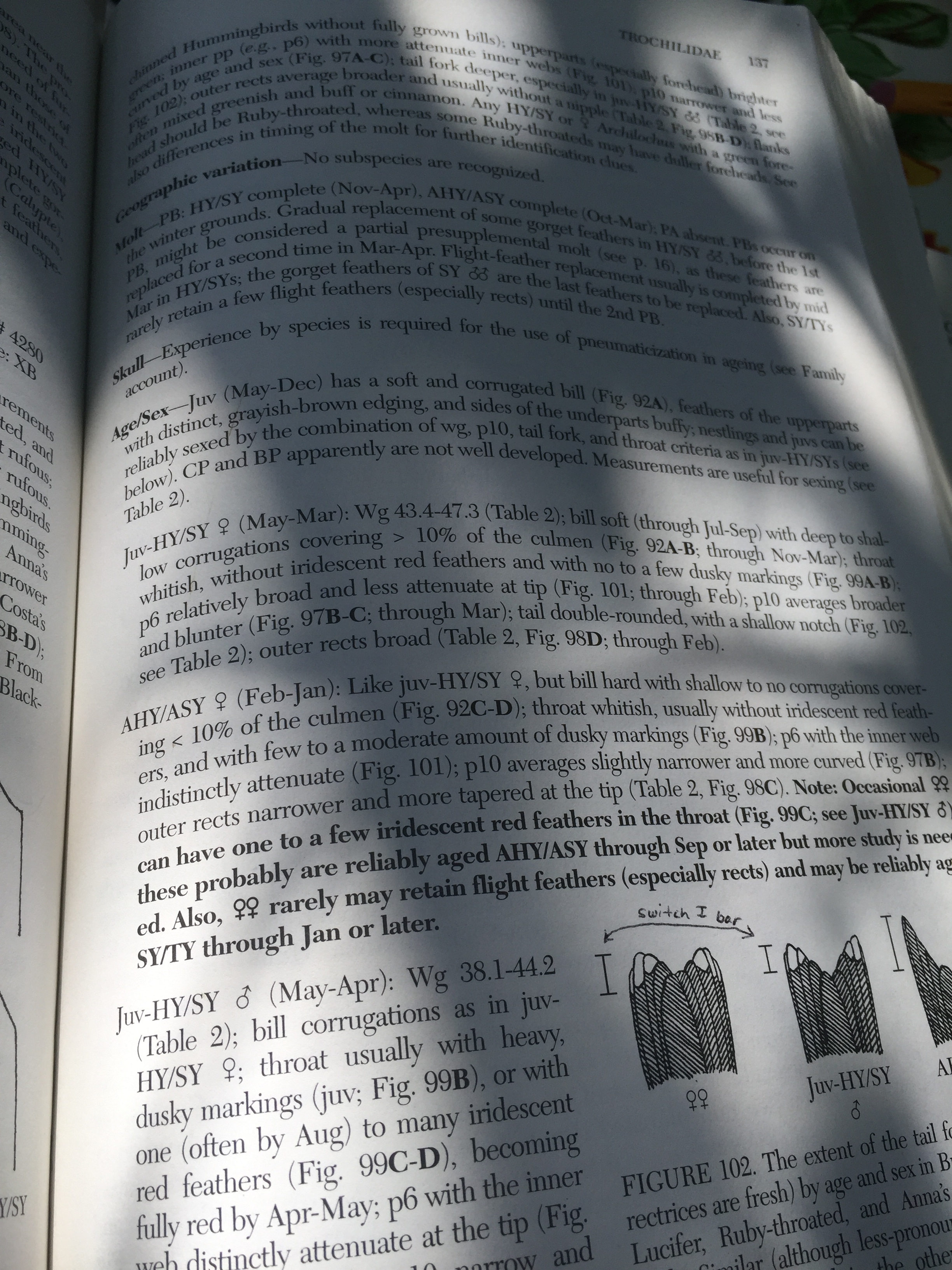 Master banders often refer to Pyle's bird banding "bible" to properly age and sex birds in the hand.