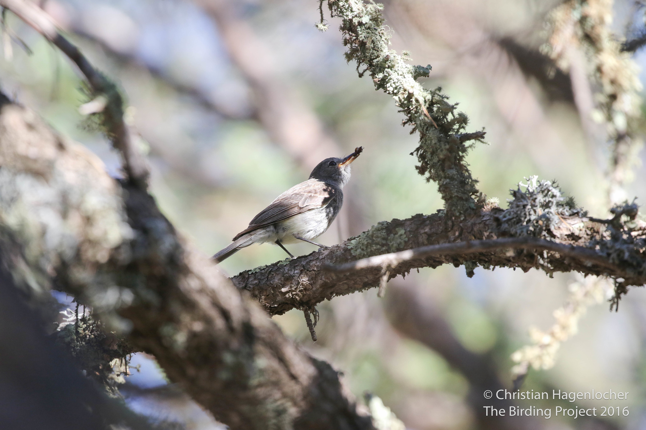 A hatch-year Gray Flycatcher was the awesome bird of the morning, adding one to the count for my year list. 