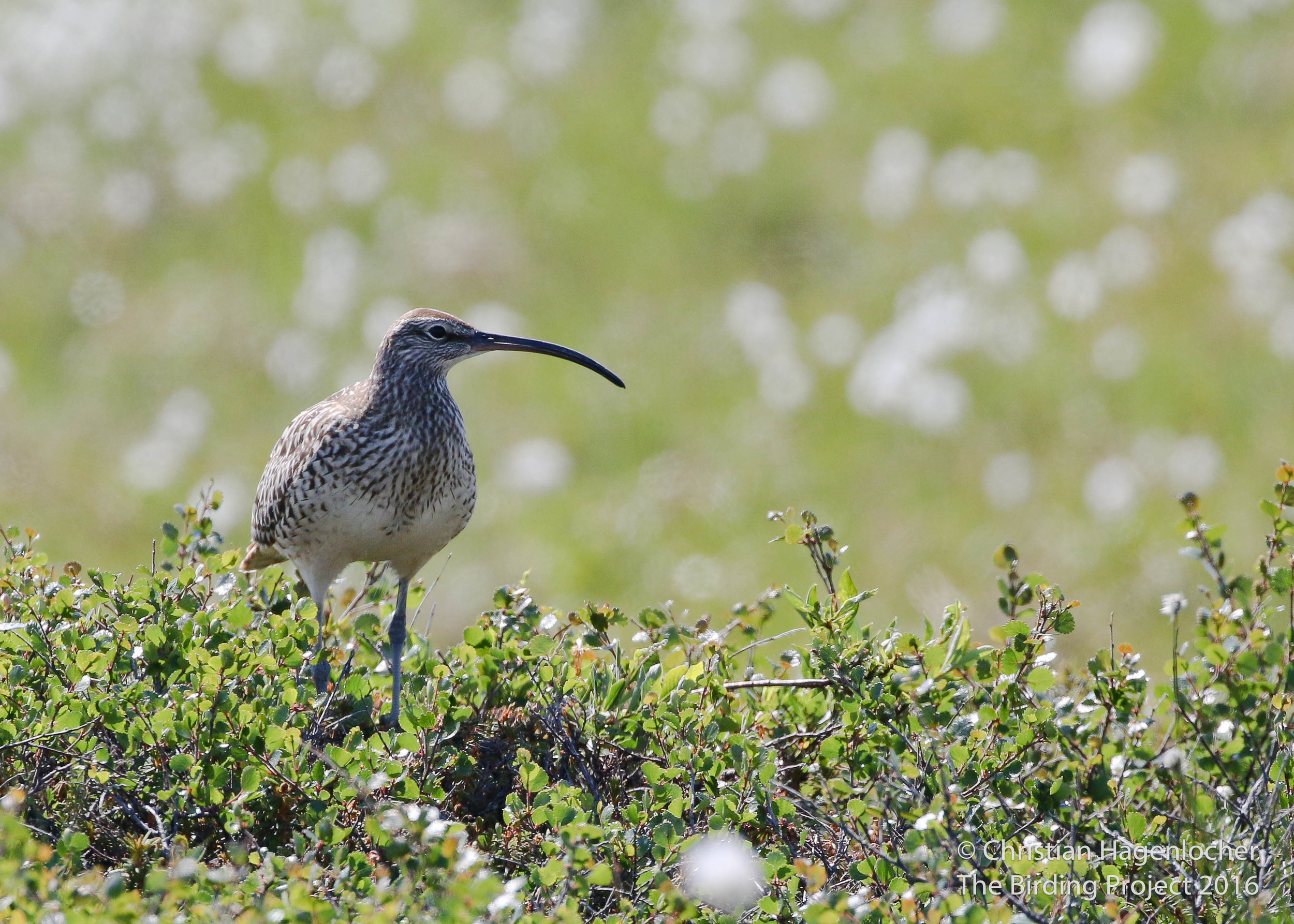 After a failed search hiking up "Mt. Doom" several summers ago, this bird has been near the top of my "most-wanted" list for North America. Luckily, my earlier timing this year put me in prime breeding habitat while these birds were on territory! I lucked out with beautiful weather and some great looks at this "lifer". 