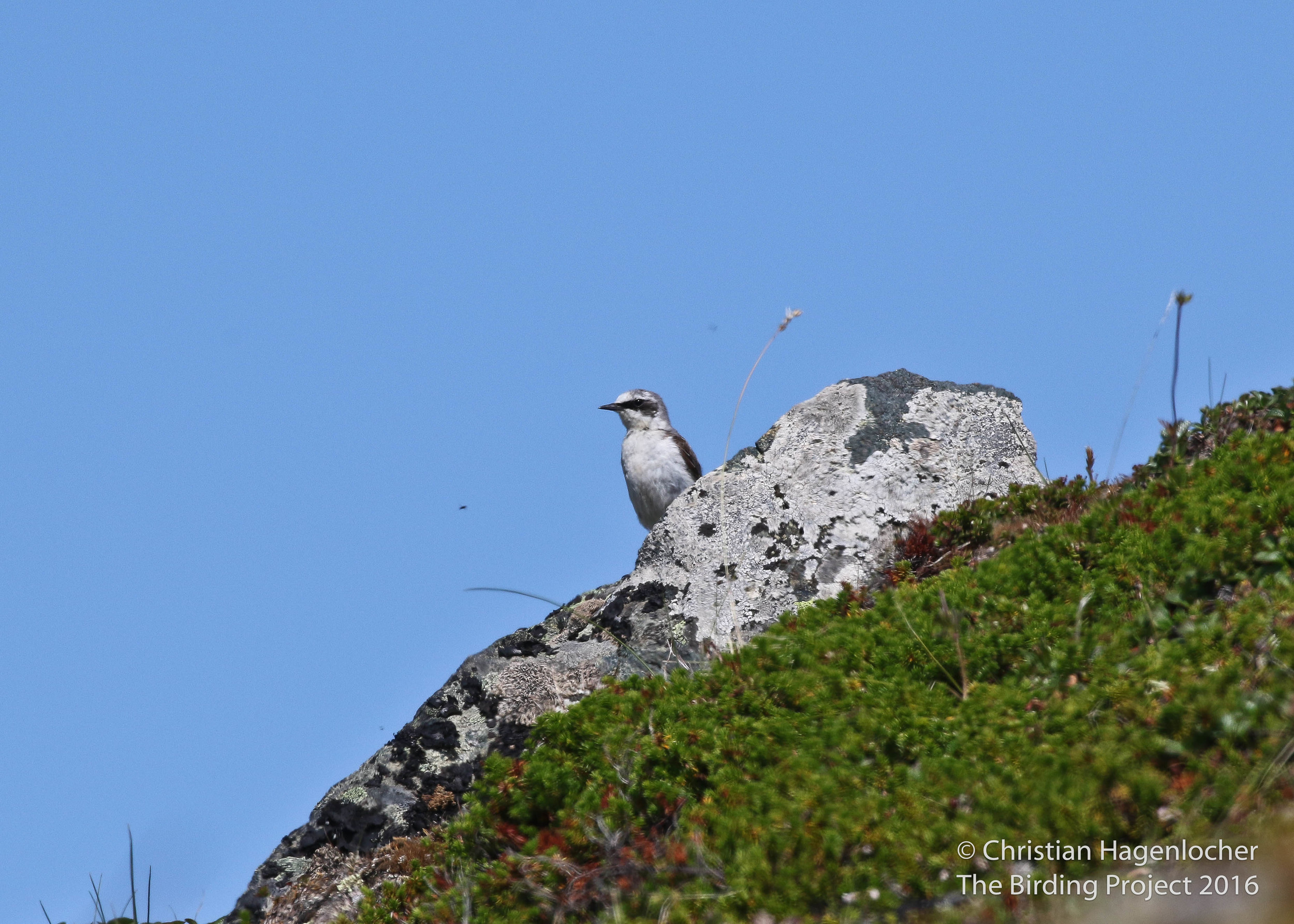 Finding a Northern Wheatear in Nome has been easier last time I visited; this time we lucked out spotting one high up on Skookum pass the day before I was going to check a known nesting location from eBird. Sneaking up on the barren alpine tundra with no cover for an adequate photograph was challenging to say the least! 