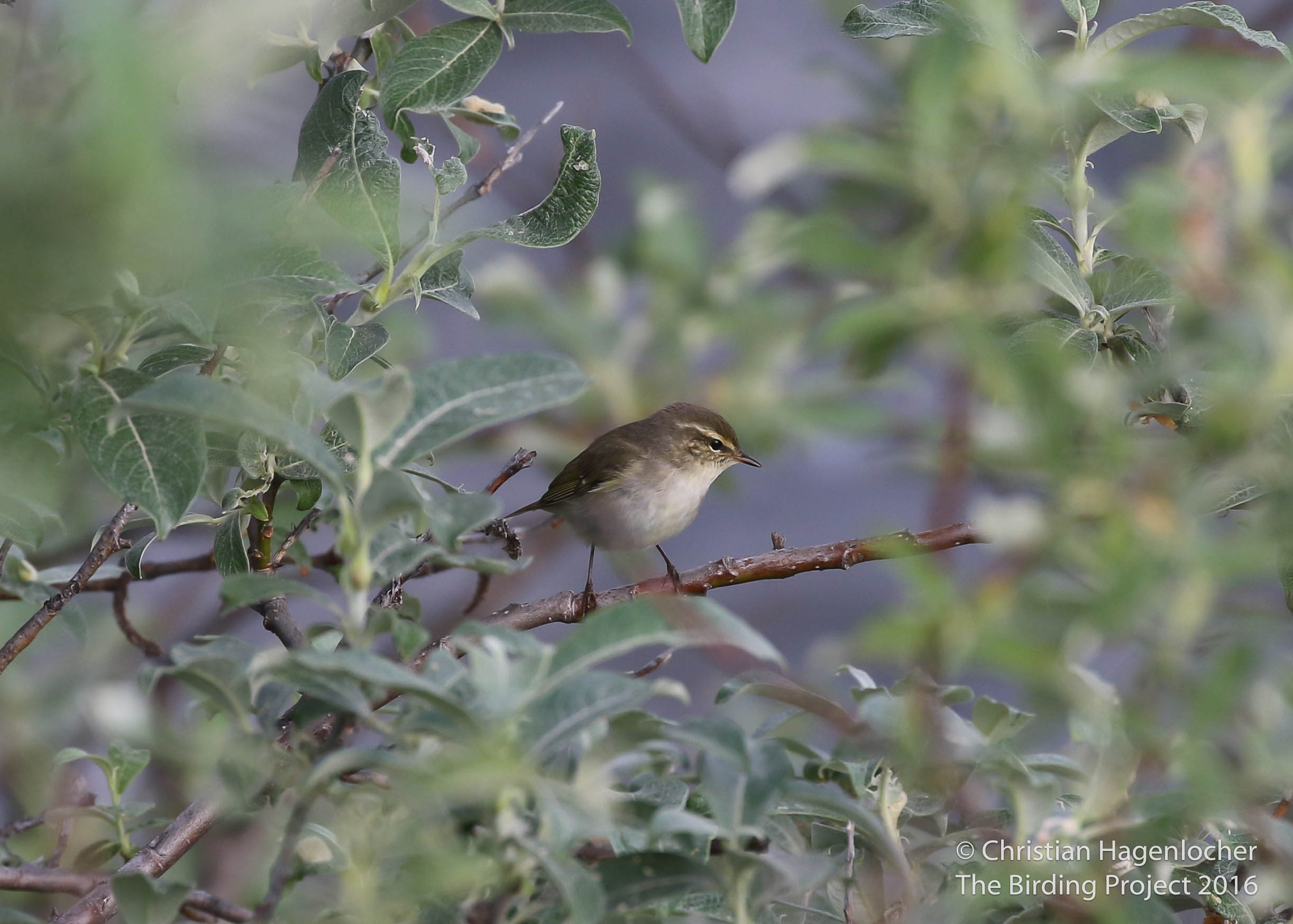 A common breeder around the river valleys of Nome, this Arctic Warbler was singing at our first stop of the morning along the Kougarok Road. It is the only member of the Old World warblers that breeds in North America, making an interesting addition to my year list.