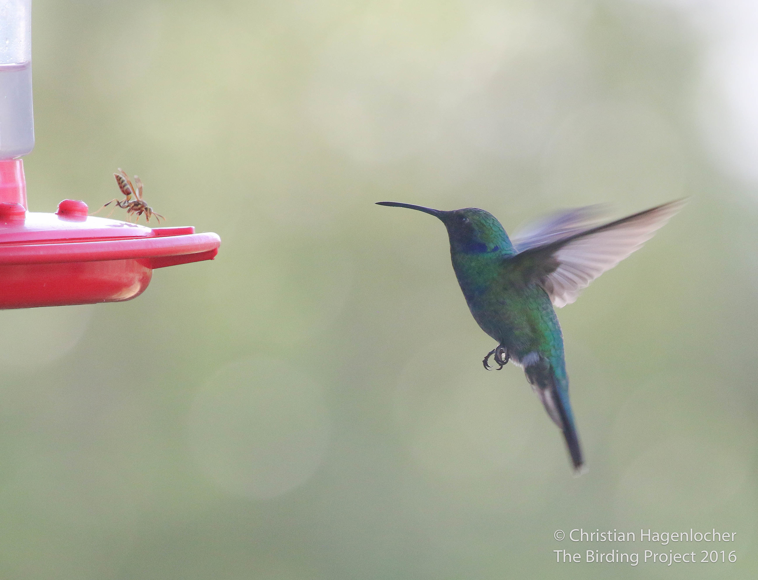 A Mexican Violetear faces off with a wasp at a hummingbird feeder located at a private residence near San Antonio, Texas 
