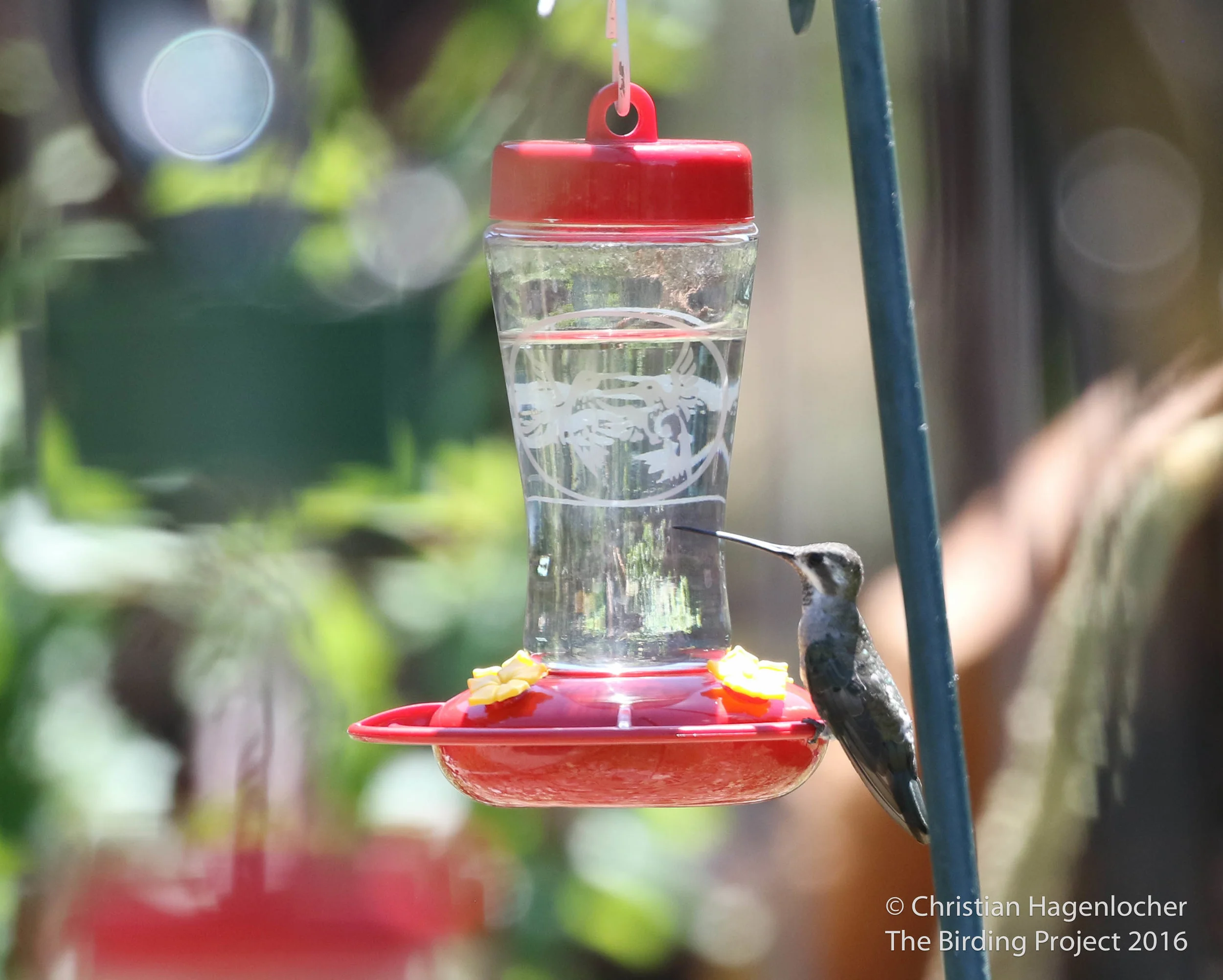 The Madera Canyon Plain-capped Starthroat (Code 4) 