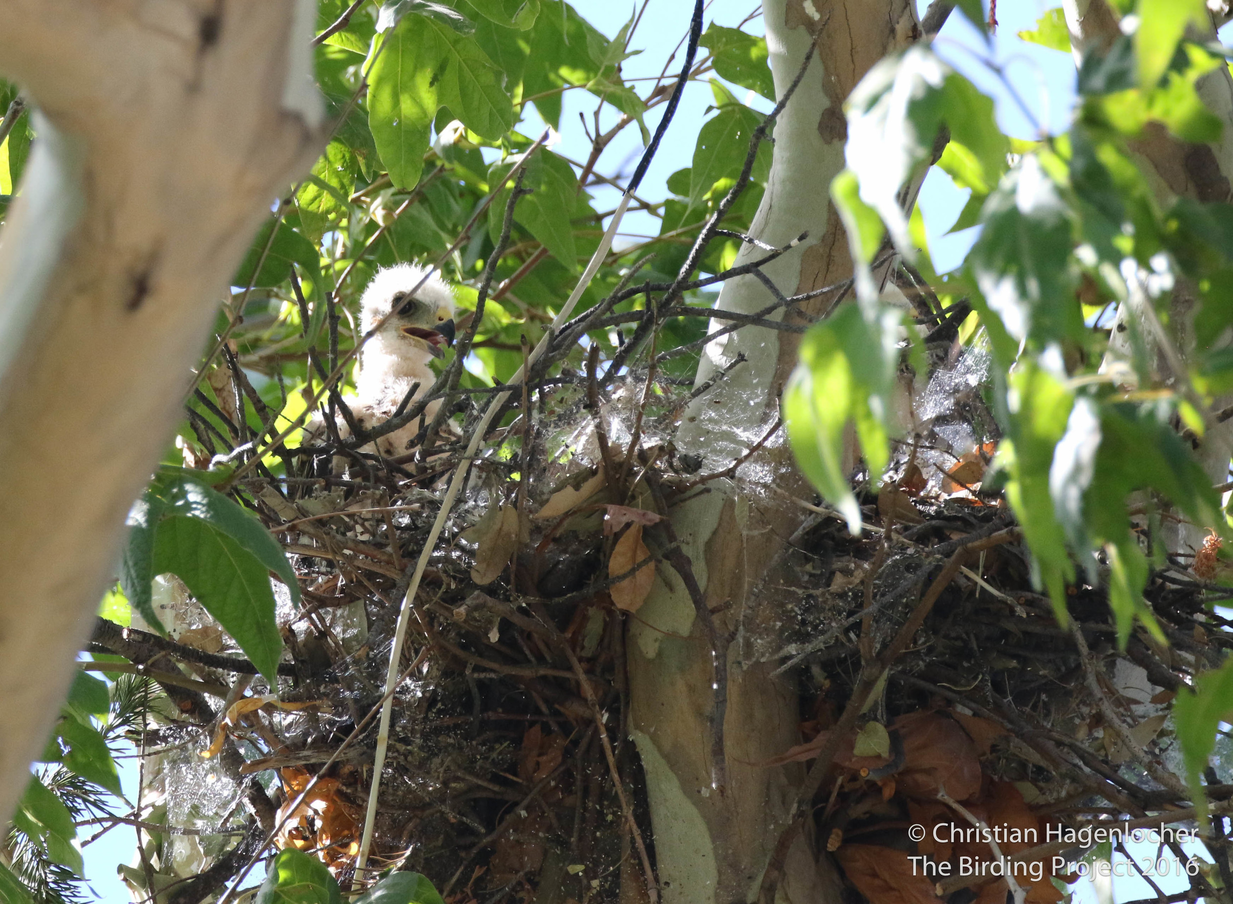 One of two visible Gray Hawk chicks, somewhere in a wash near Beatty's Guest Ranch. 