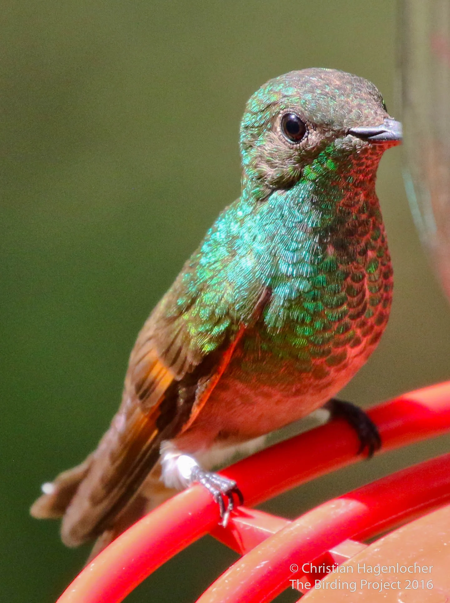 This is the look I had of the Berylline Hummingbird through my binoculars. Pretty neat stuff! 