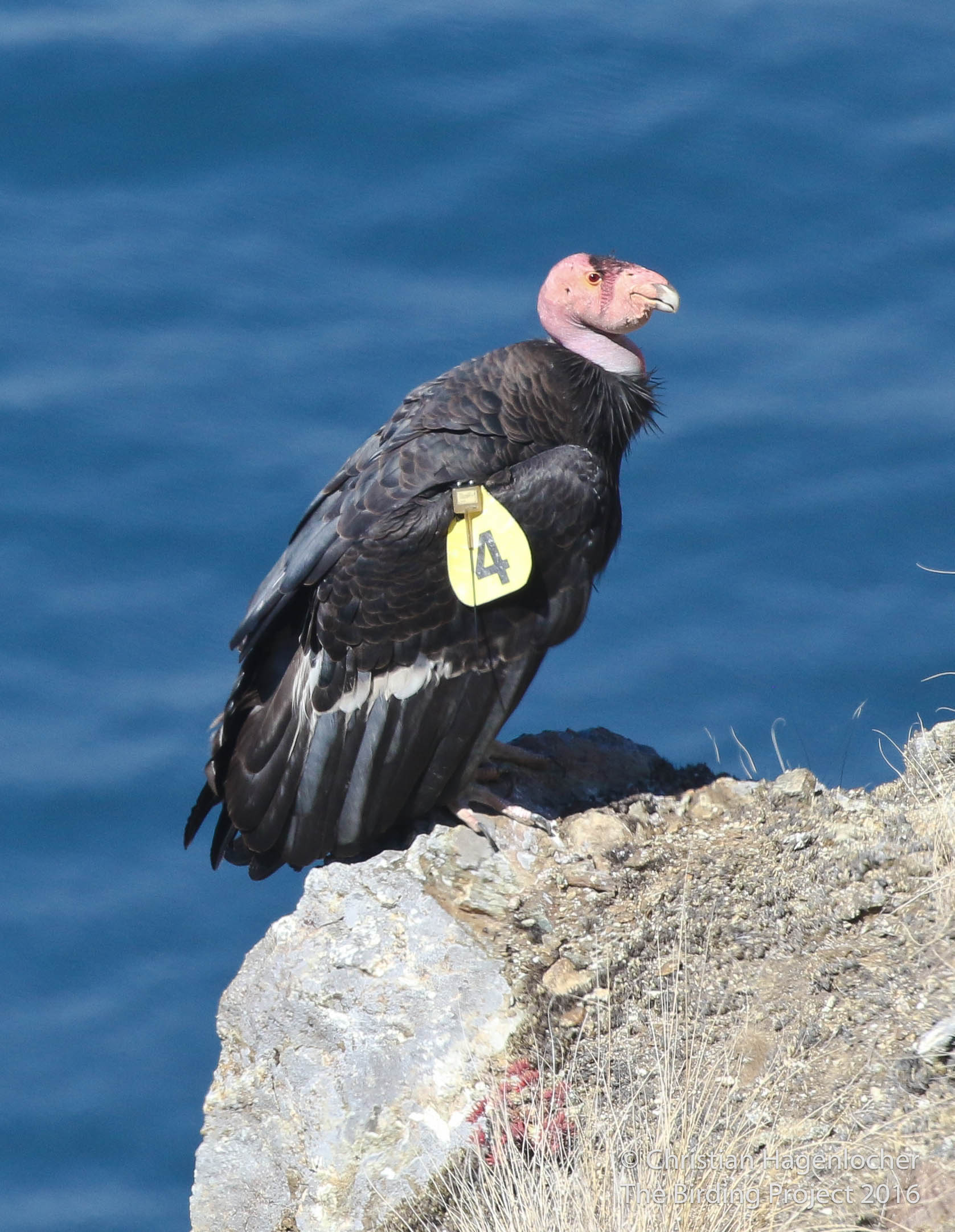 My photo of Condor #204 "Amigo" near Big Sur, CA