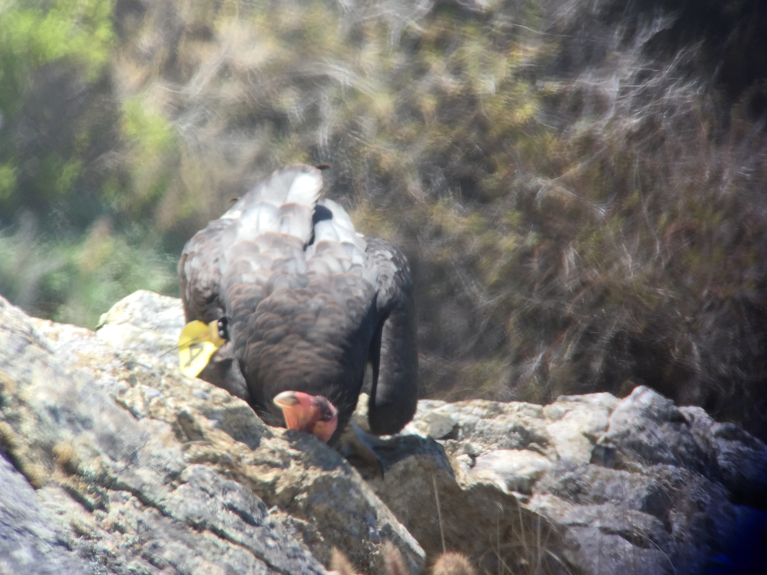 Digiscoped image of Amigo rubbing his head on a rock after feeding