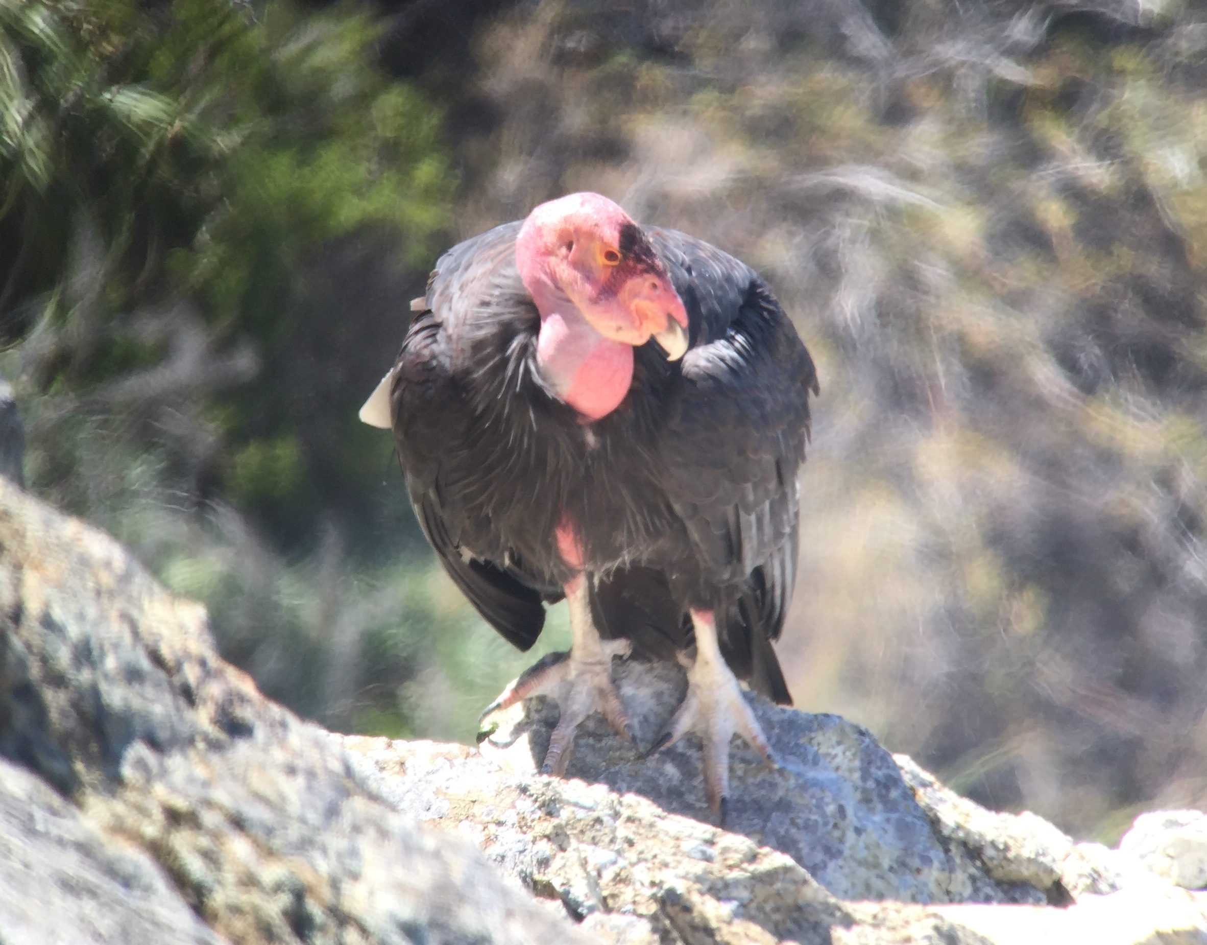 Another digiscoped image of Amigo 