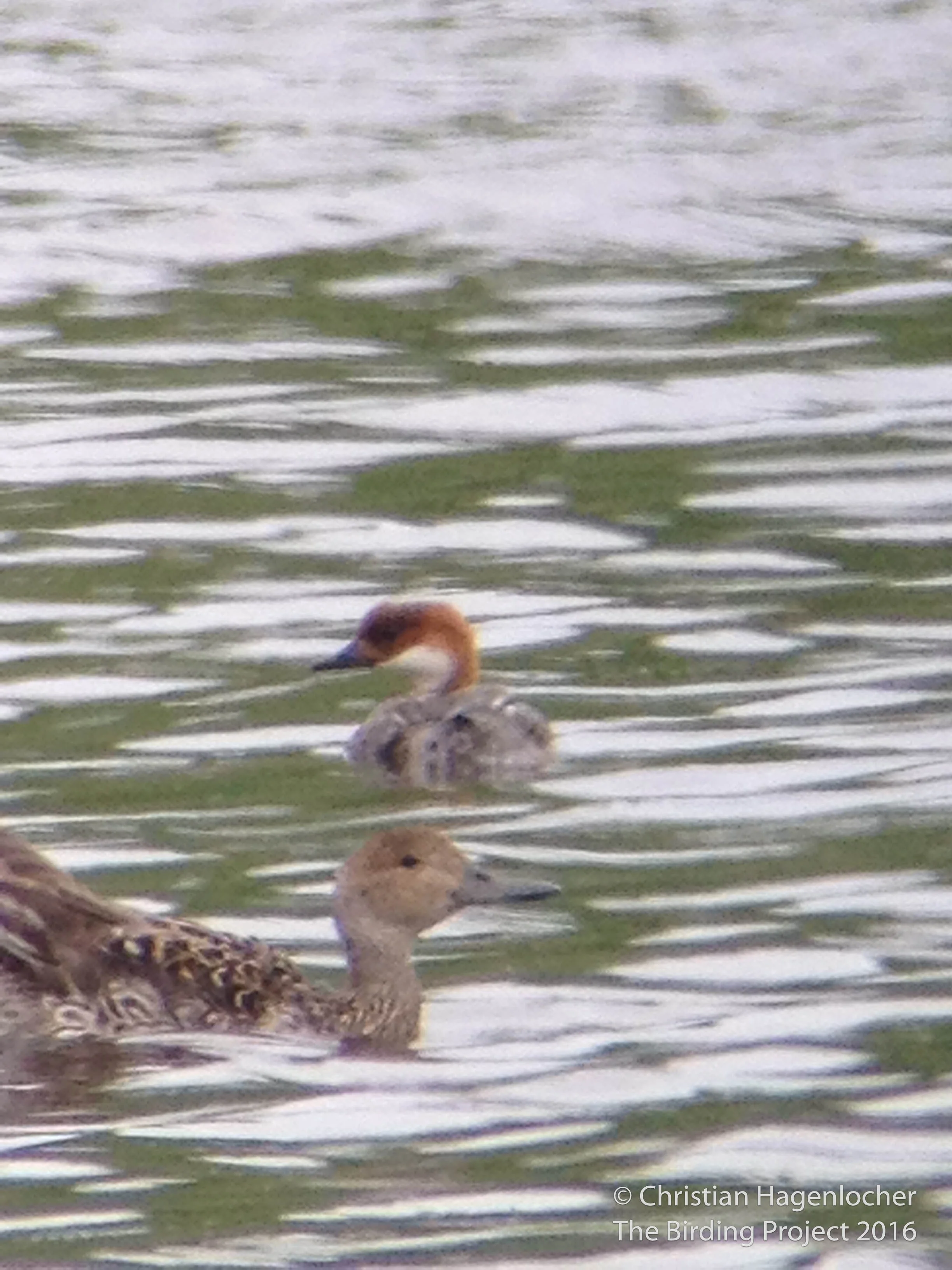 Smew behind a female Northern Pintail, 2014