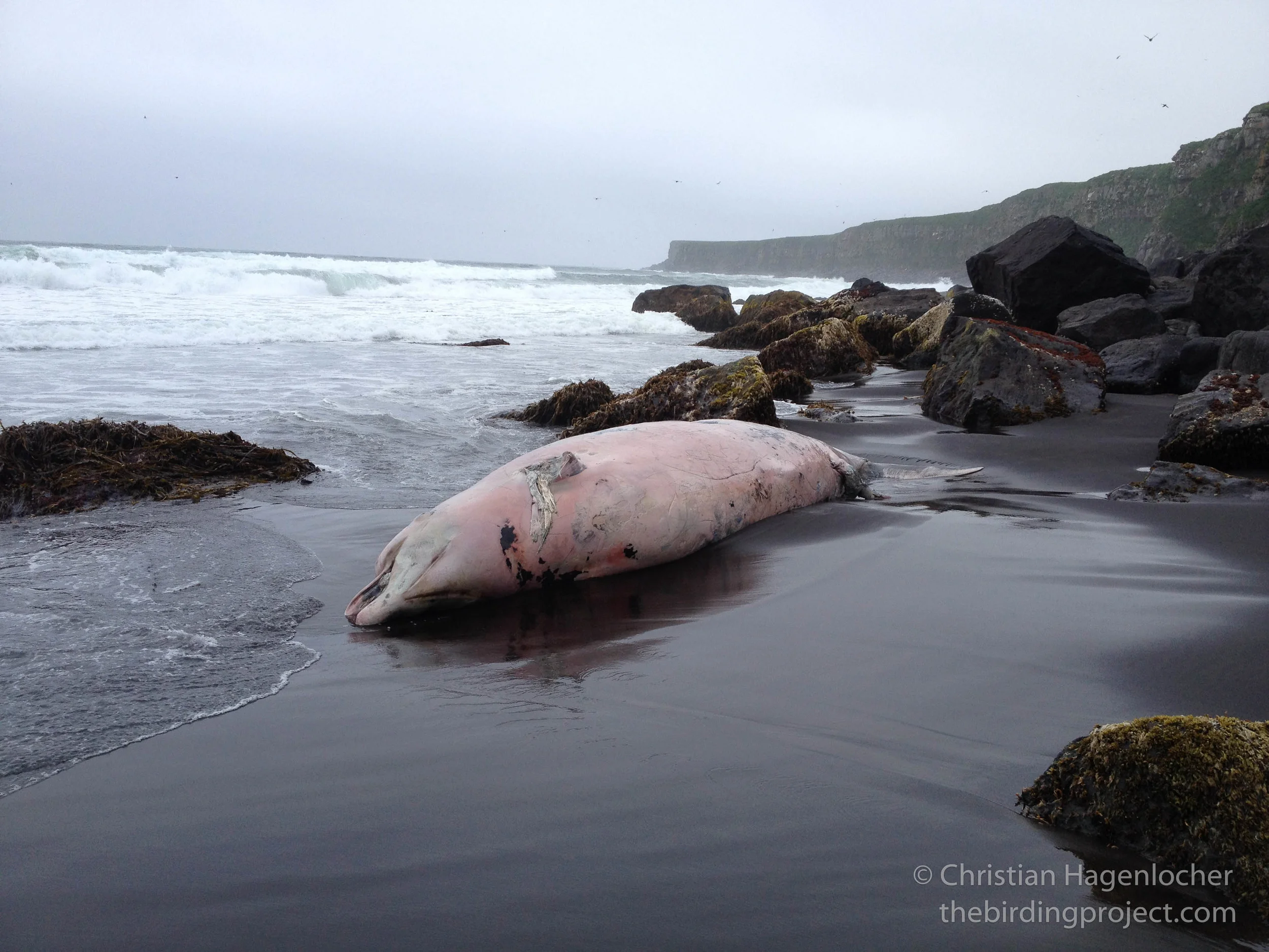 My first photo of the whale before walking over to have a closer look. I timed my approaches in between waves.