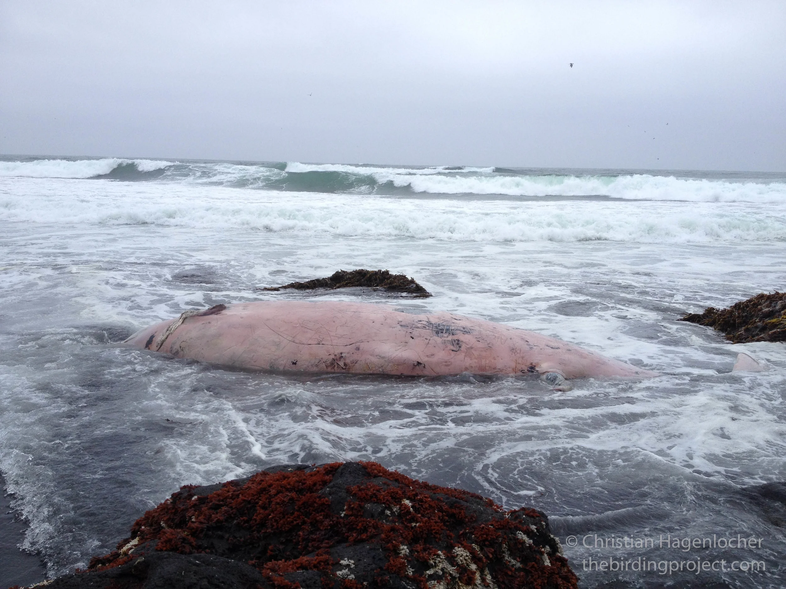 The carcass was still floating, being washed ashore from the incoming tide.