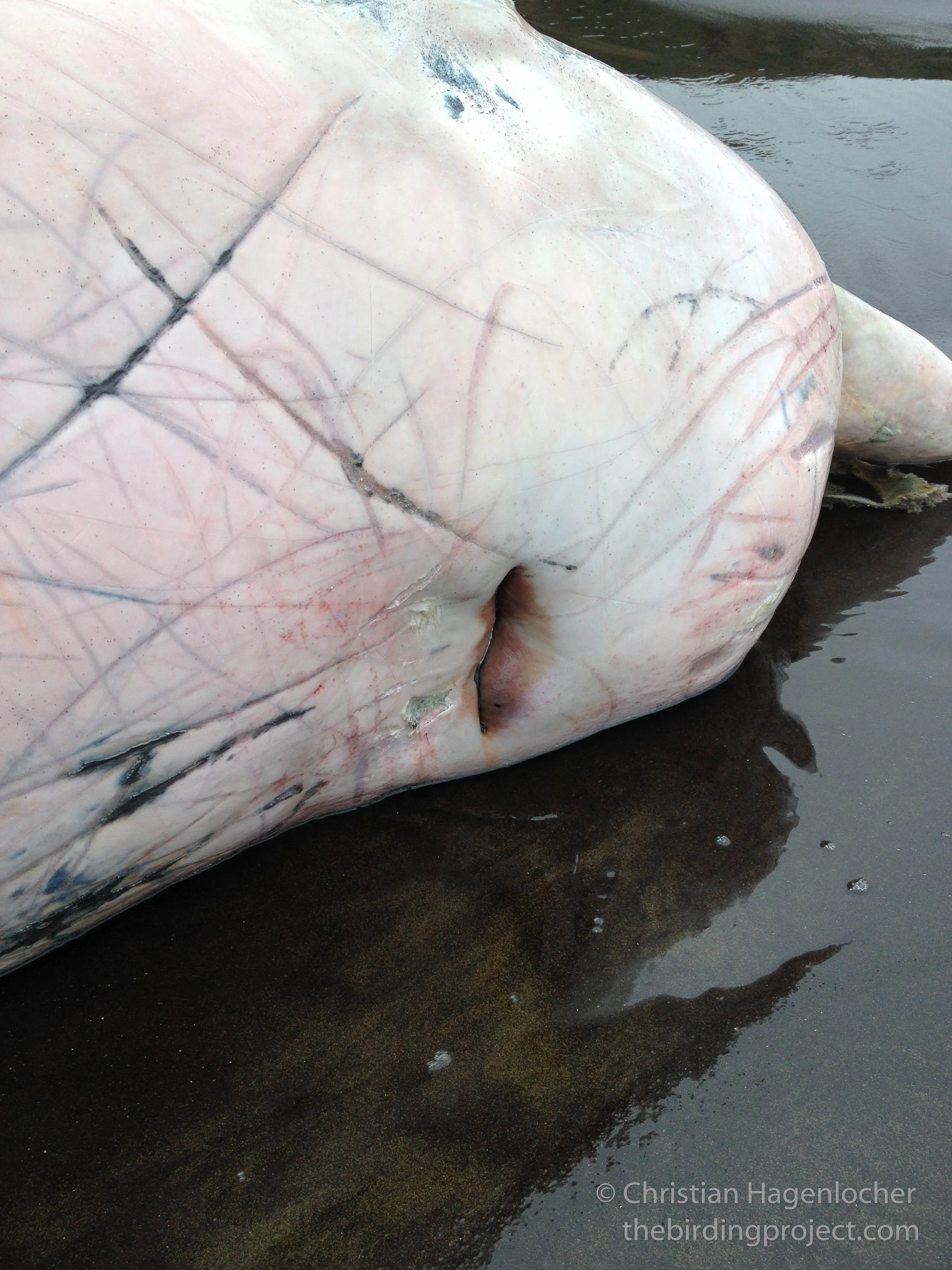 The top of the melon, showing the blow hole and various scarring, likely from fights with other male whales.