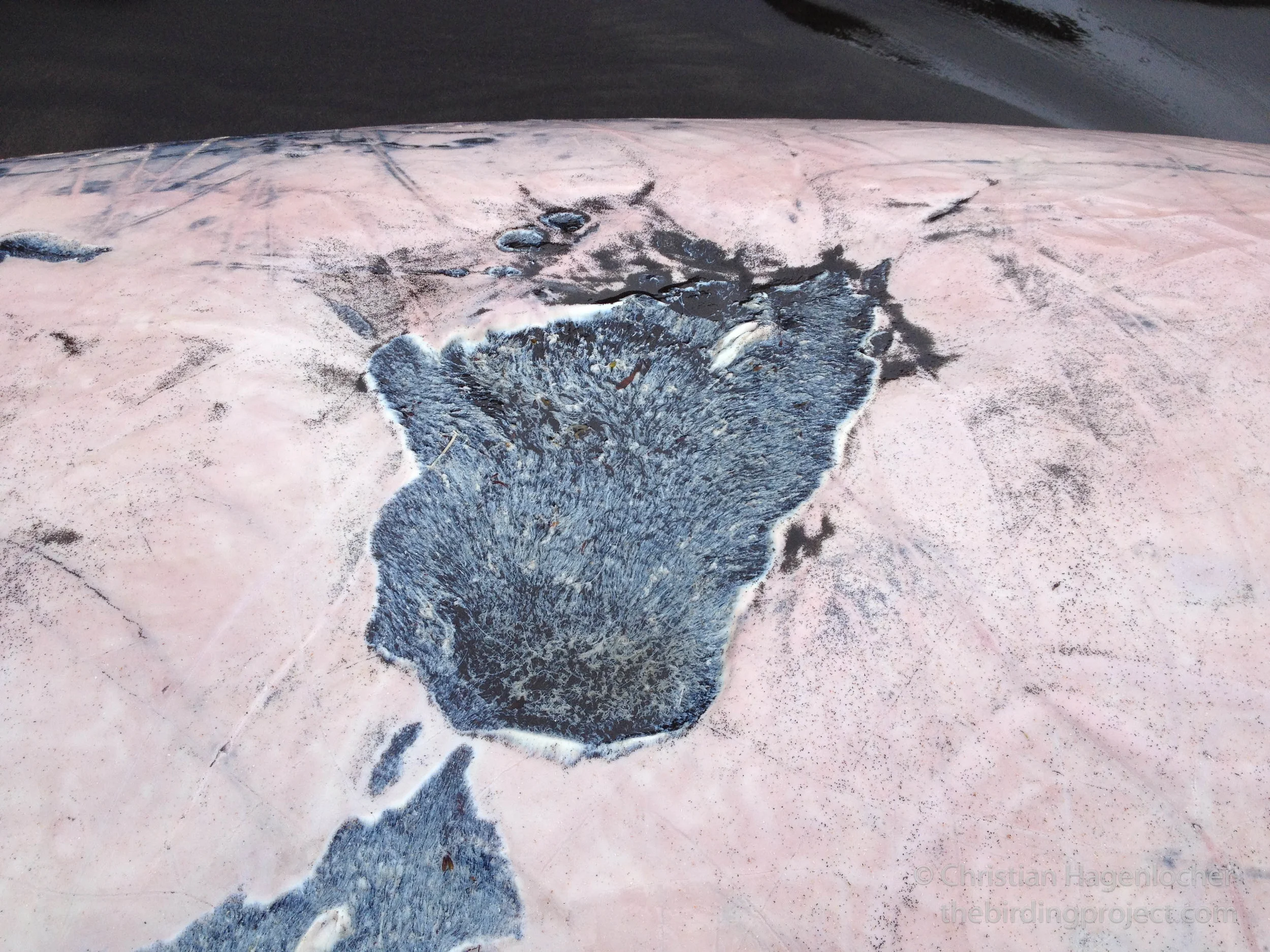 Close-up of some of the larger scars along the whale's sides