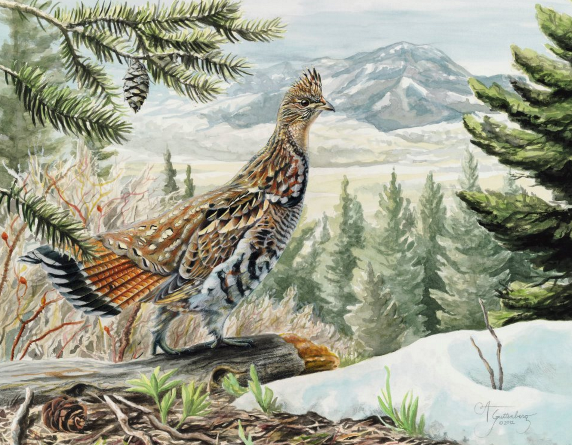 Ruffed Grouse Gouache 