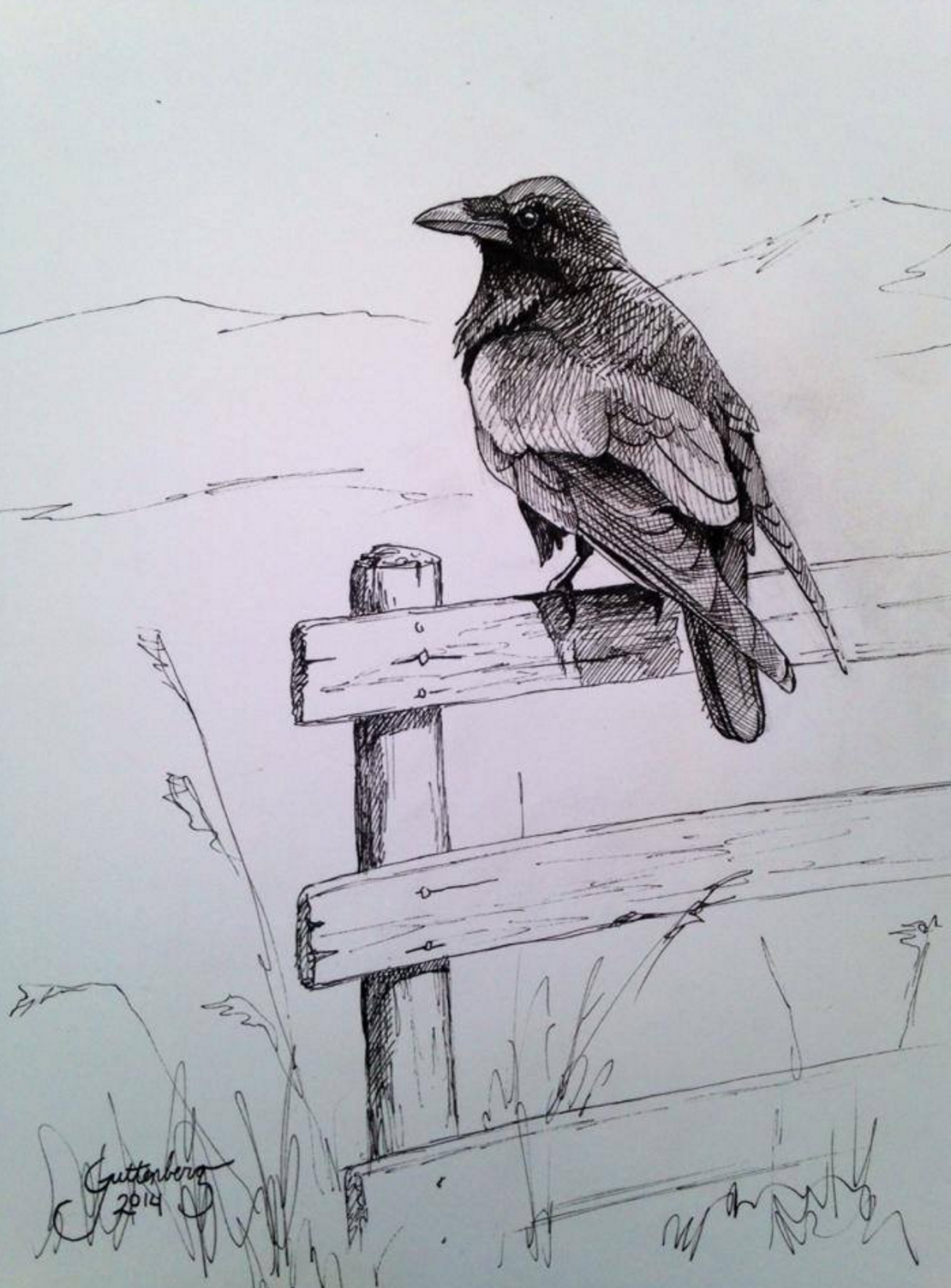 Common Raven Pen and Ink 