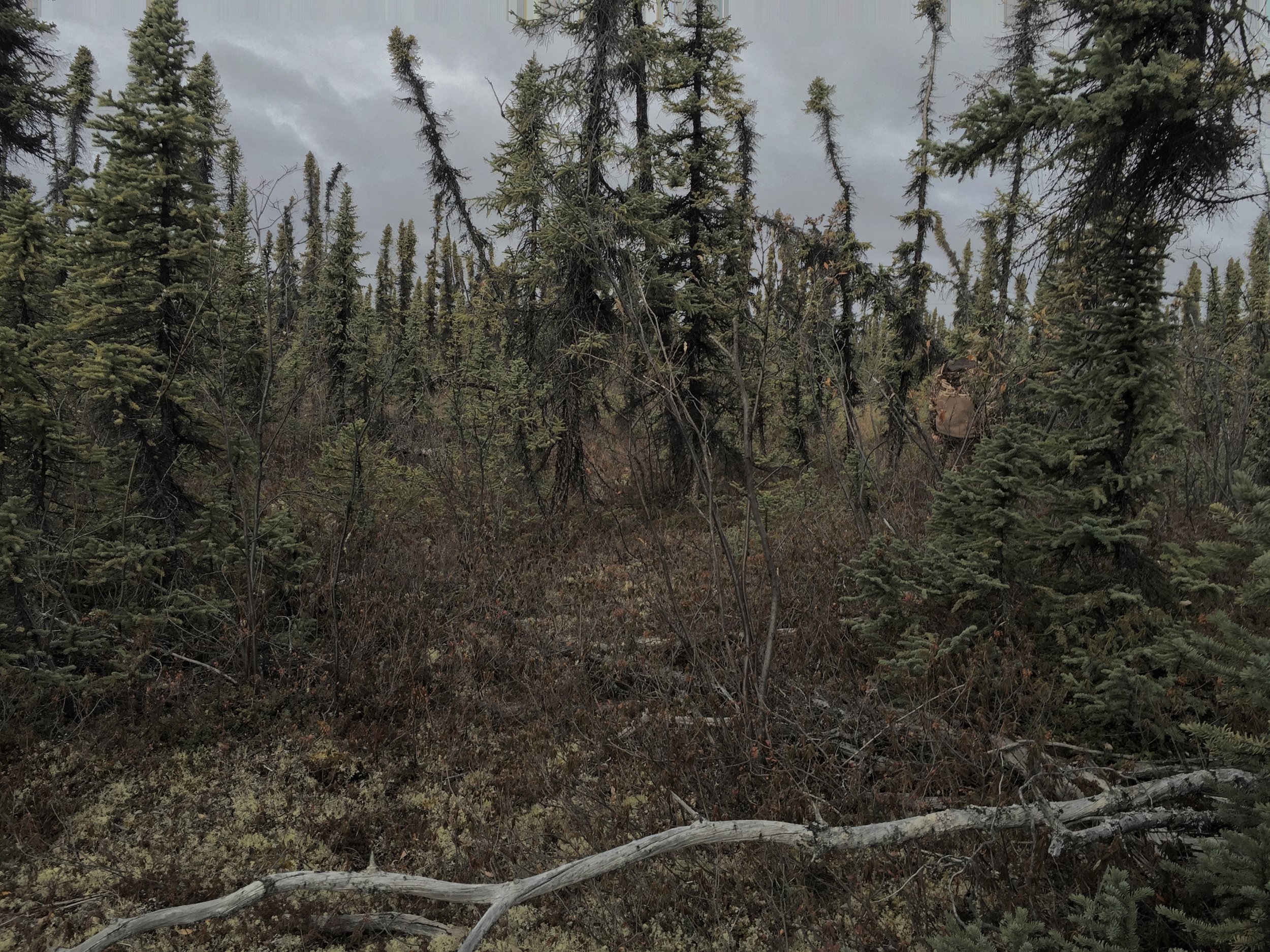 Off the road, wild blueberries freckle the forest floor, and vole tunnels disappear into the spongy layer of moss and lichen Photo: iPhone 6