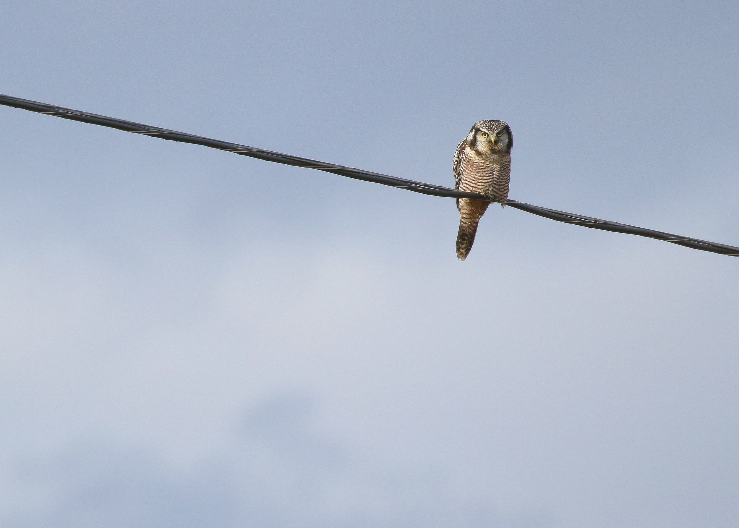 A closer view at a faster shutter speed and larger aperture 400mm f 6.3 1/1600 ISO 320