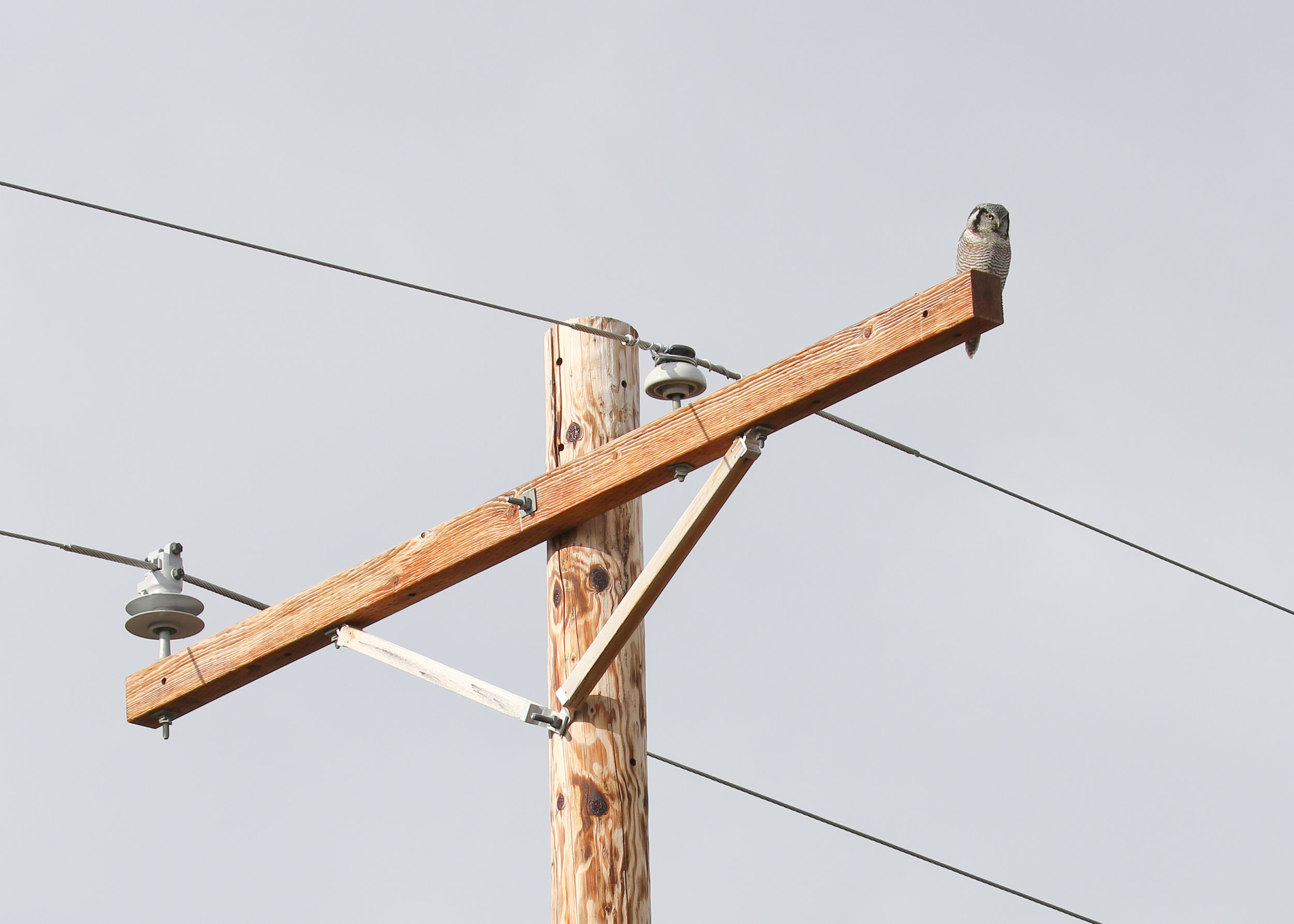 This telephone pole gives a sense of scale for the actual size of a Northern Hawk Owl 100mm f 8.0 1/400 sec ISO 100