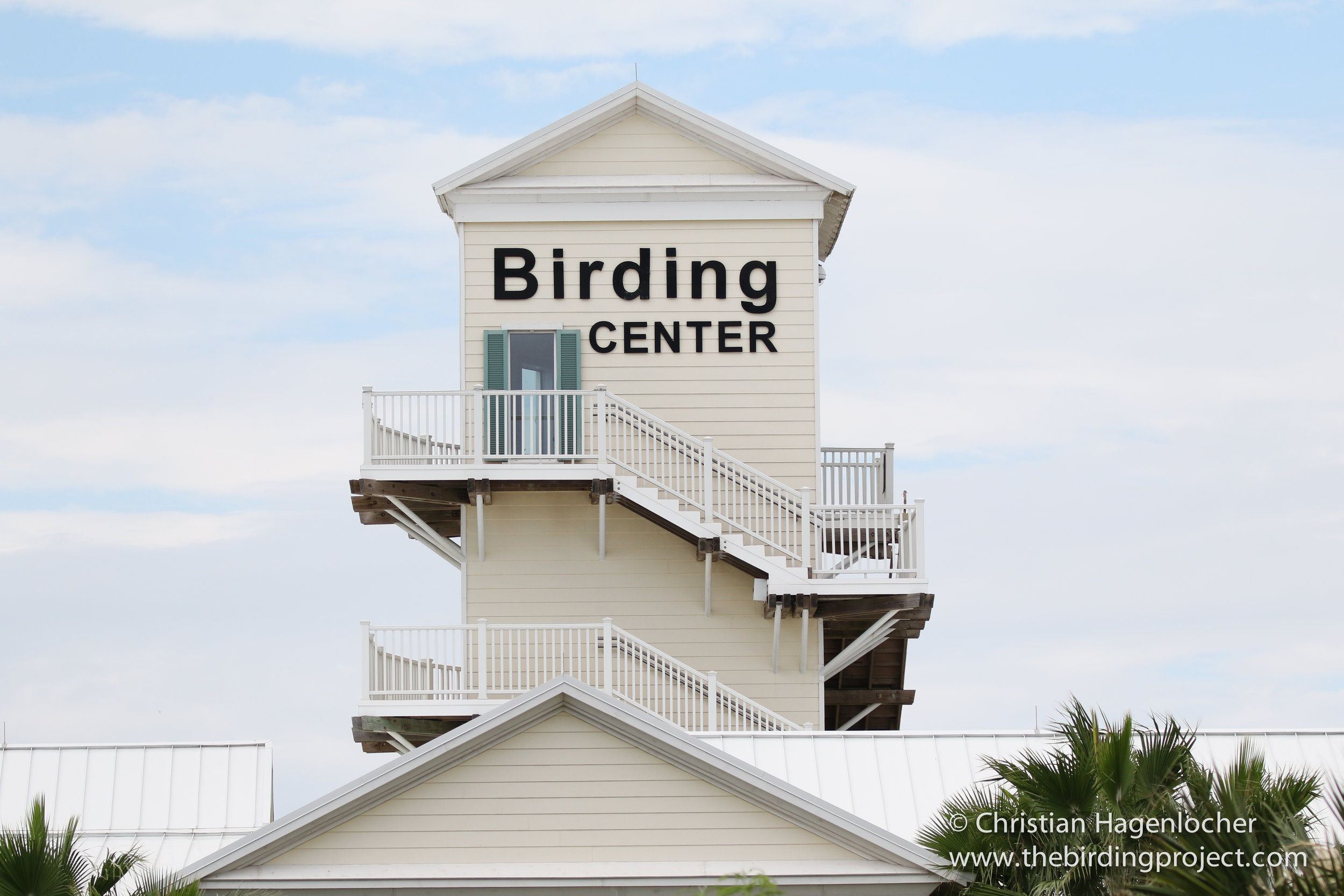The flycatcher was frequenting the butterfly garden of the Birding Center on South Padre.