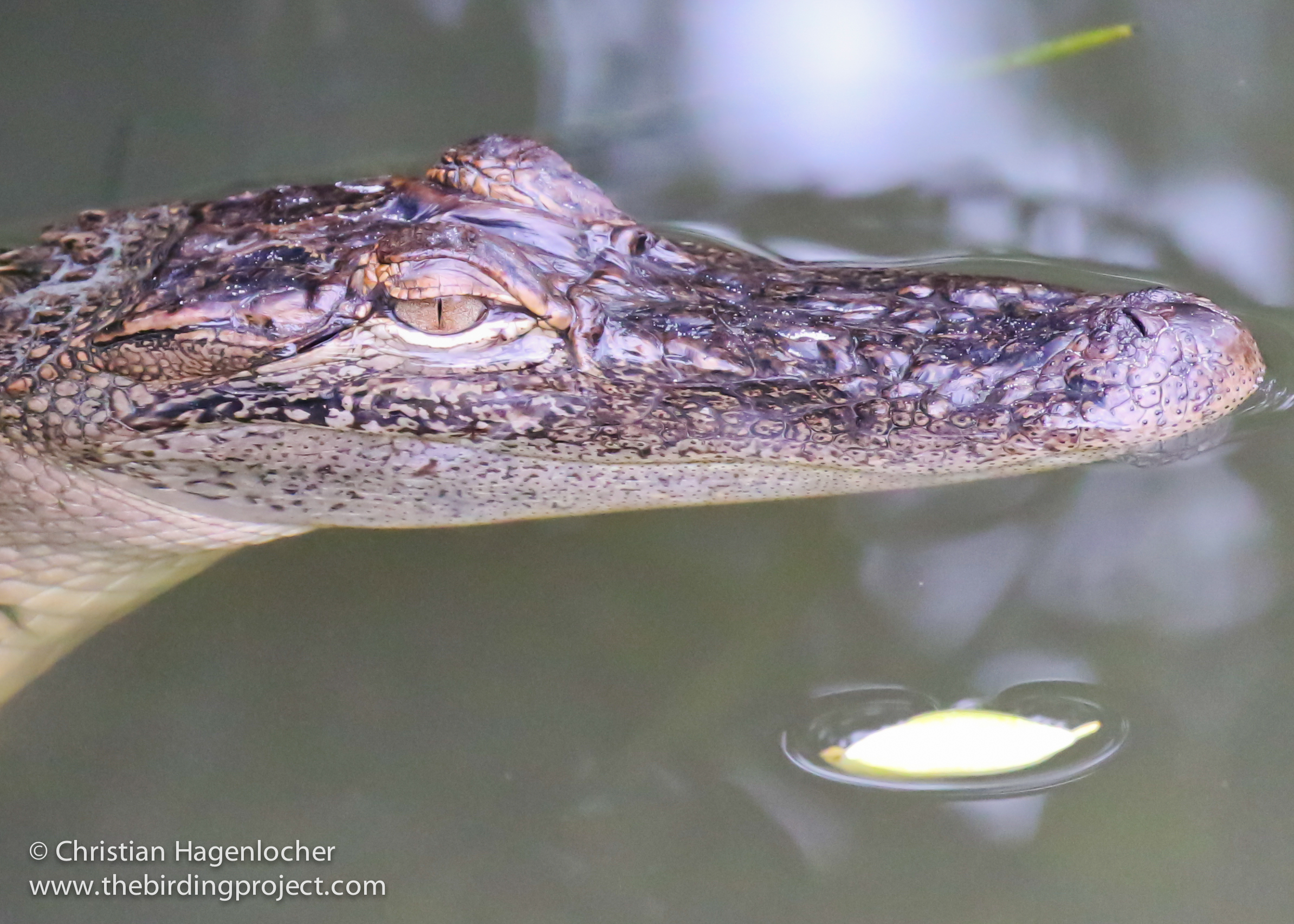 We weren't disappointed! This tiny gator was out in the open sunning itself, and the "big guy" was hiding under the boardwalk and was easily much bigger than I am!