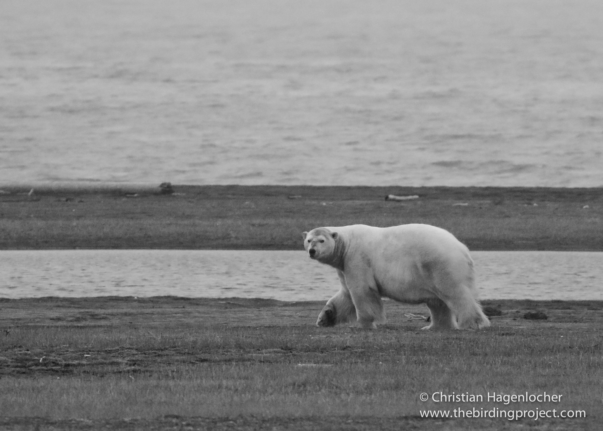 A Polar Bear takes a casual stroll, keeping a close eye on me. This image was taken at 400mm, and cropped in post-production. 