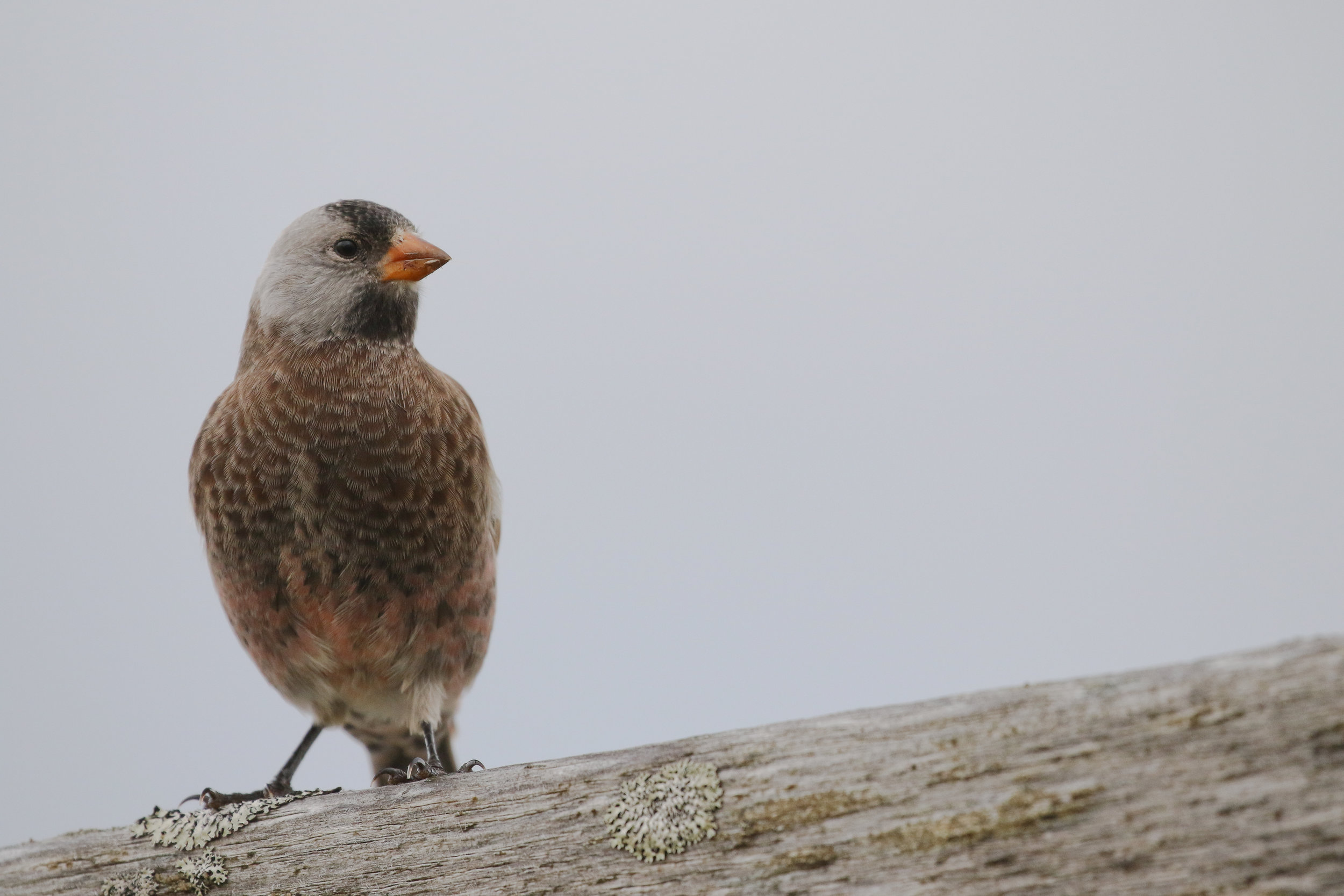 Gray-crowned Rosy-finch Adak, Alaska