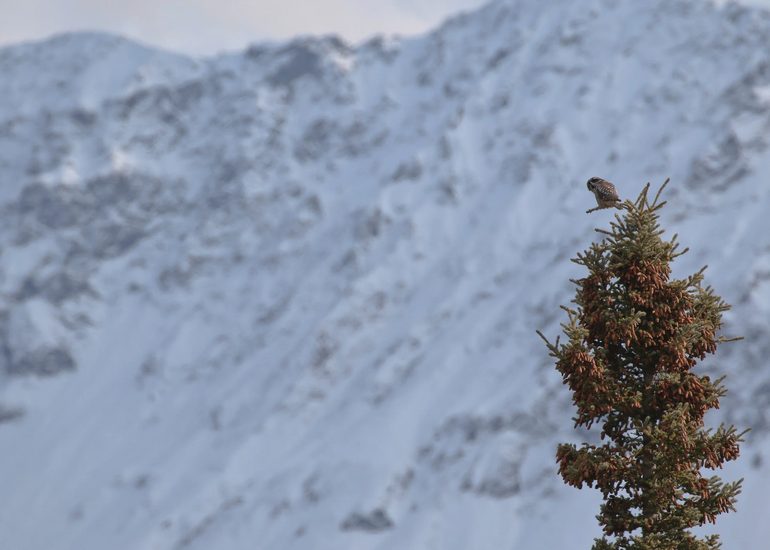 Northern Hawk Owl, Alaska