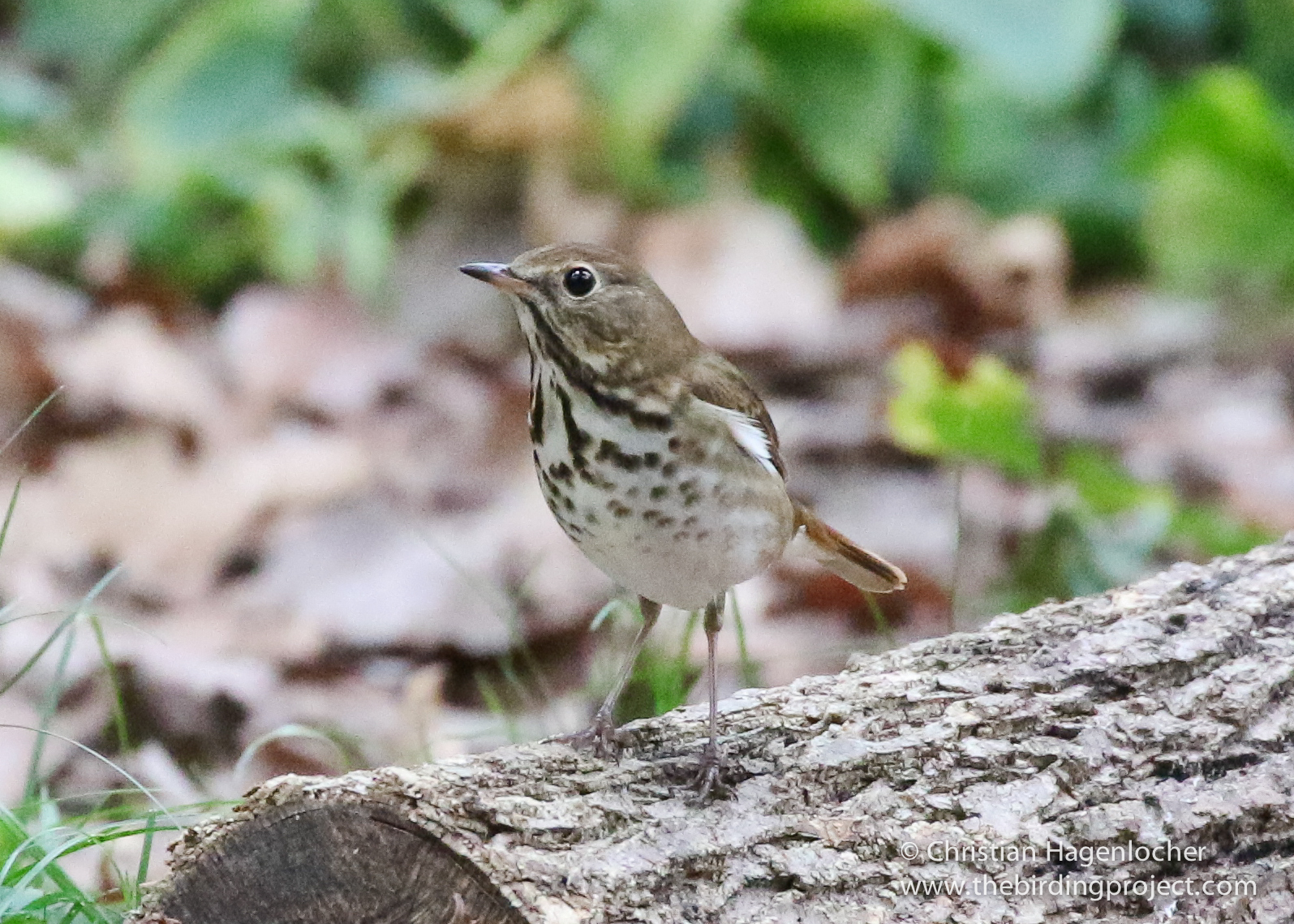 This isn't an Ovenbird... Can you tell what species of thrush this is? Comments are open!